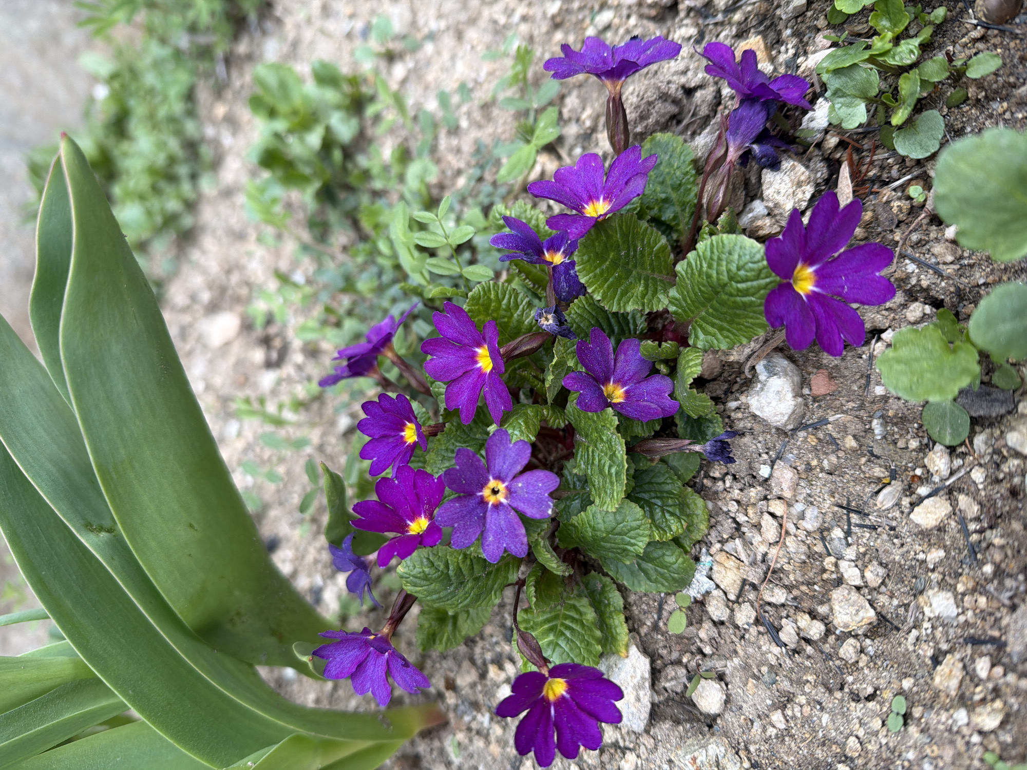 Purple primroses bloom in Bulgarian village garden
