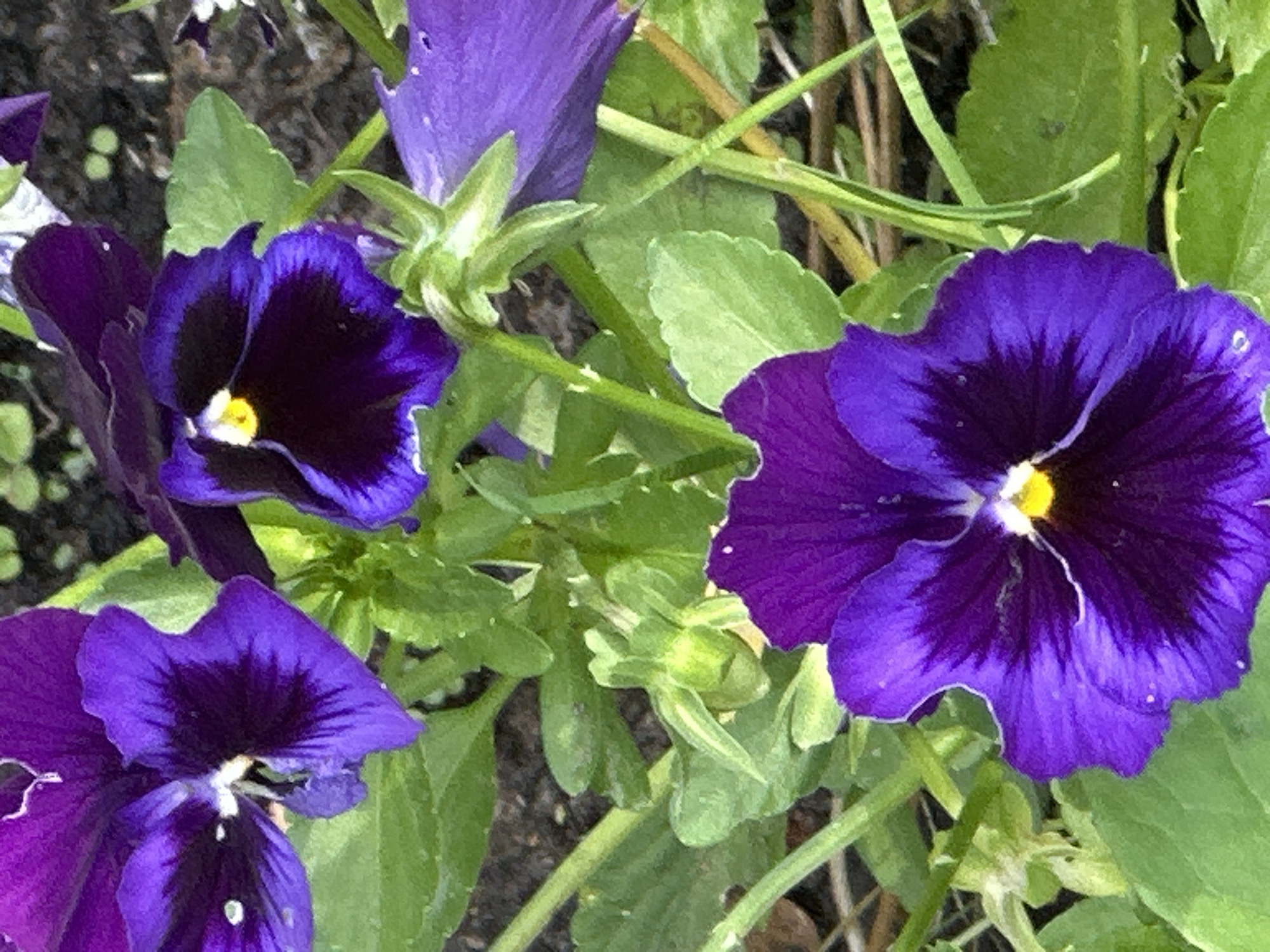 Close-up tour of a blooming summer garden in Podolsk