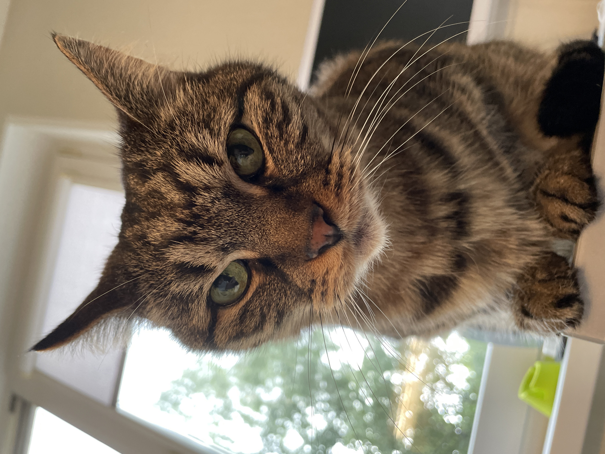 Tabby cat commandeers the camera from a gray blanket