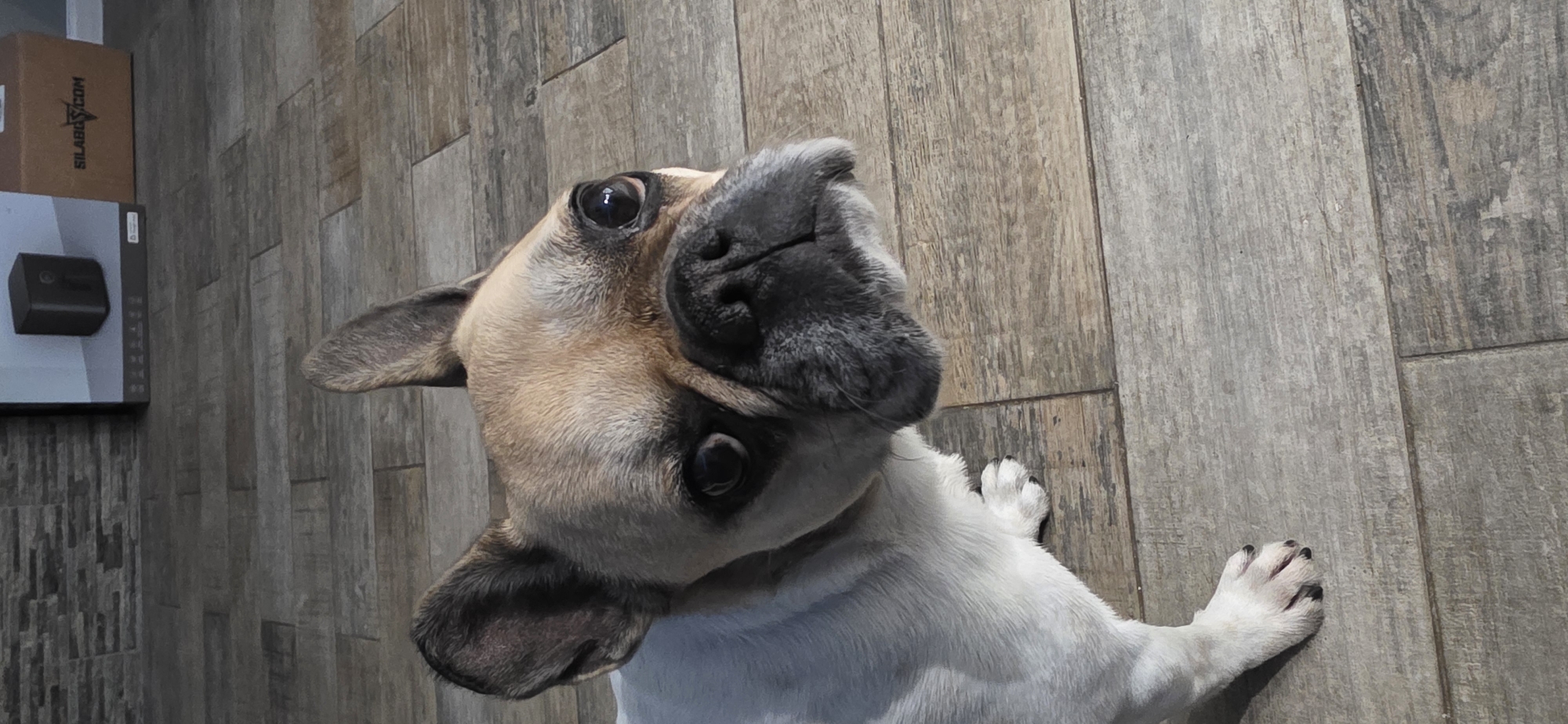 French Bulldog photographed looking up at camera in Sofia