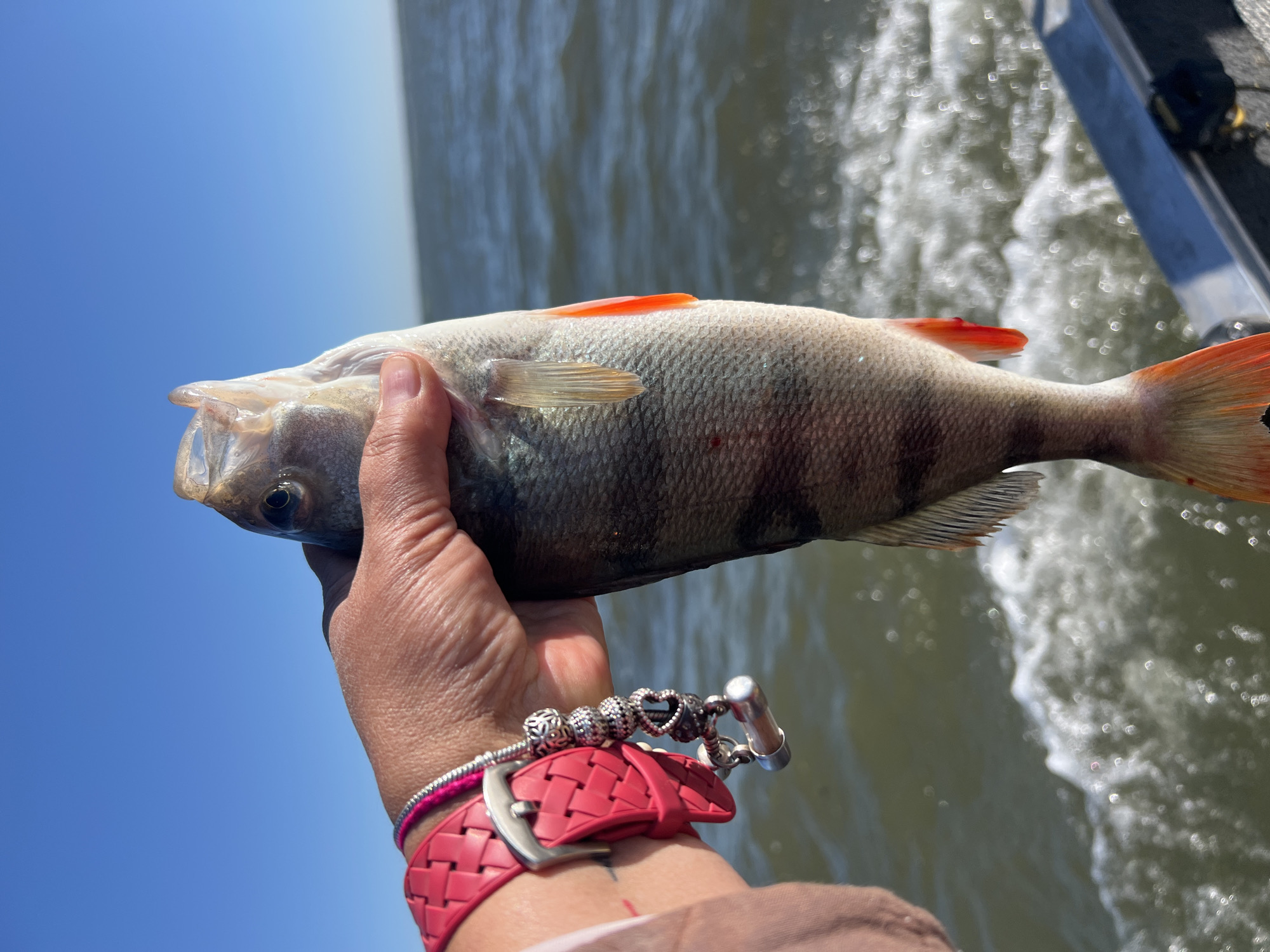 Freshly caught perch at a fishing spot in Novopichugovo, Russia