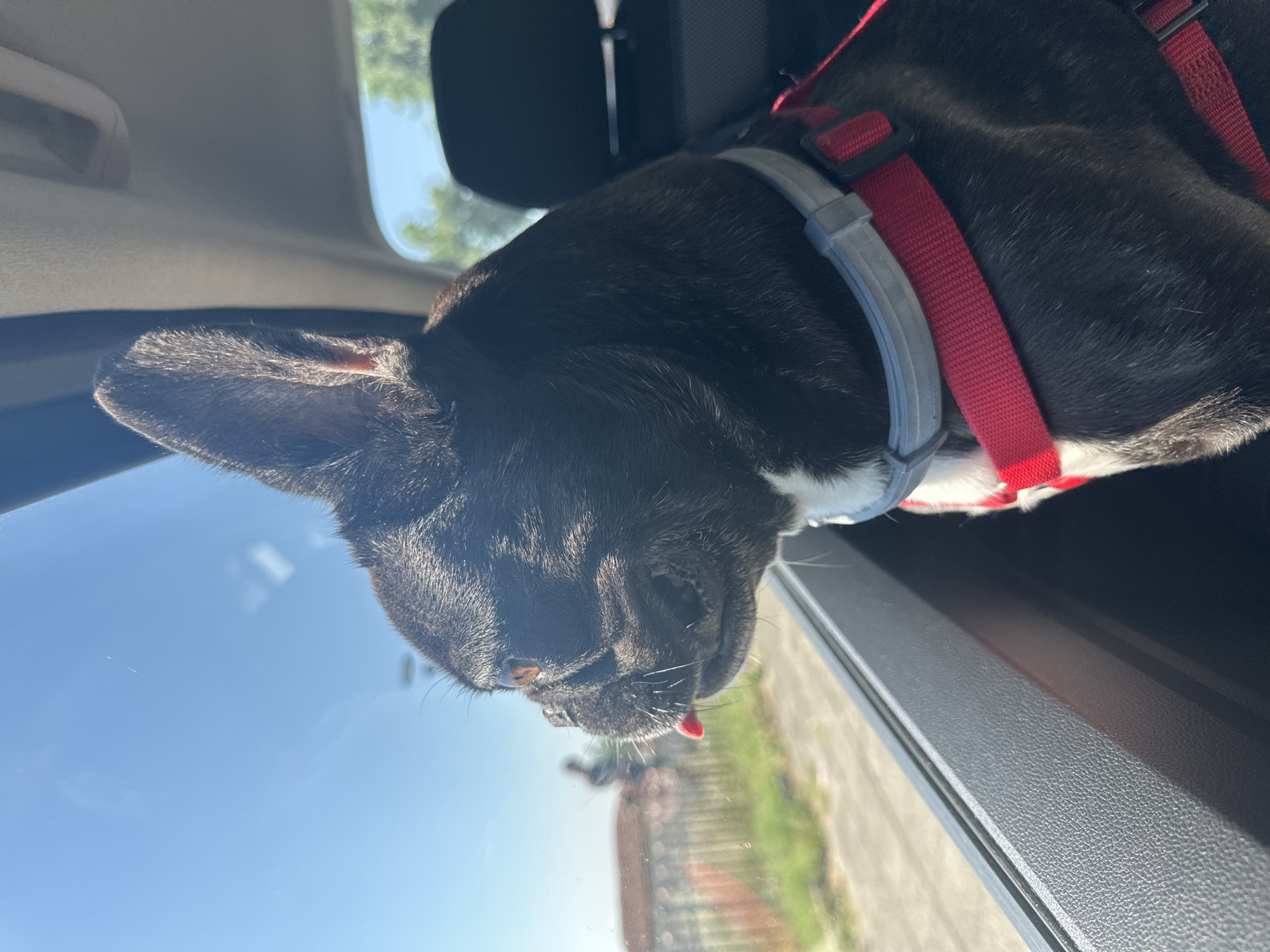 French bulldog enjoys a car ride through Pesnopoy, Bulgaria