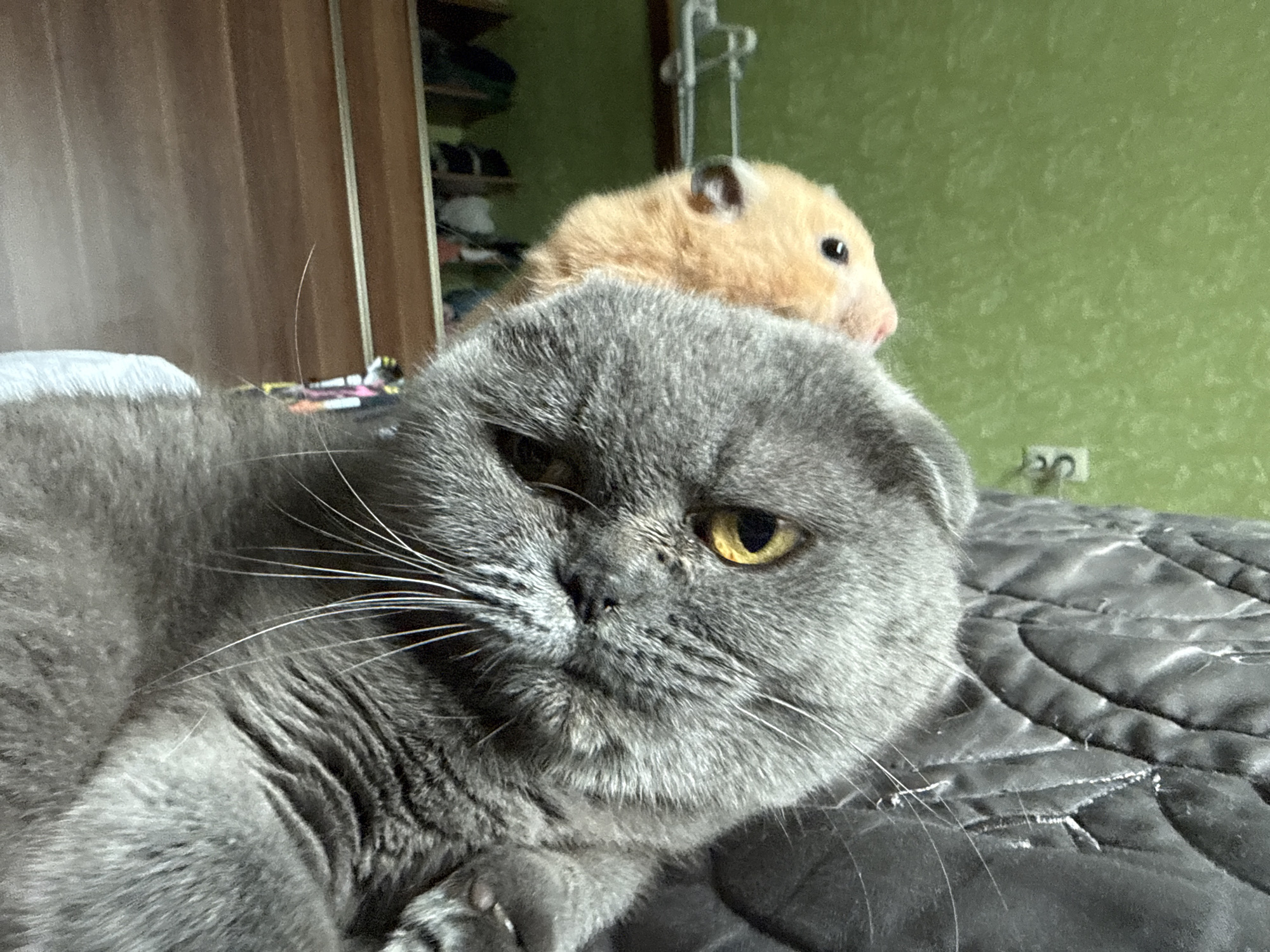 Scottish Fold cat and hamster share a quilted surface in Belarus