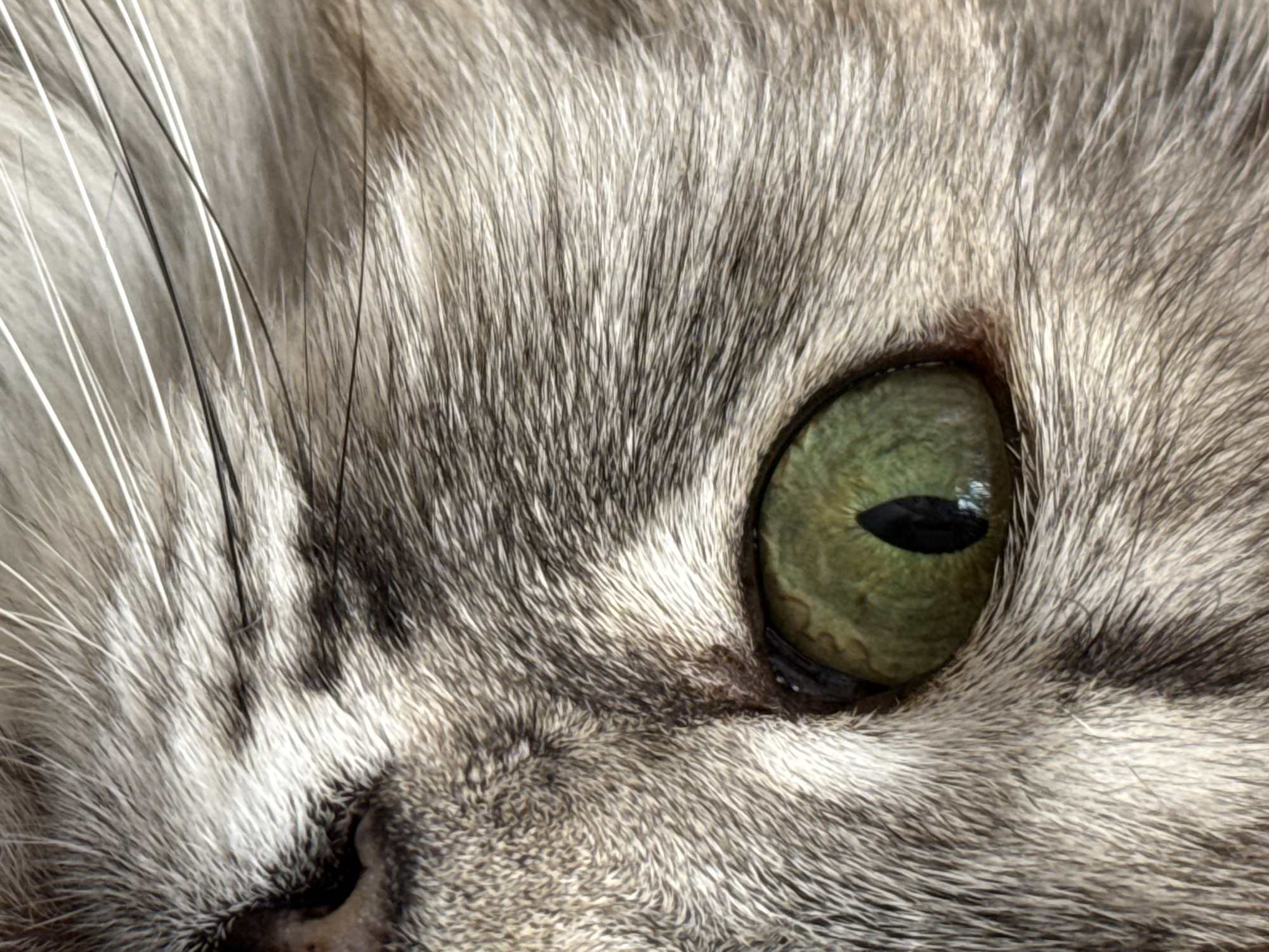 Close-up cat portraits featuring green eyes and tabby patterns