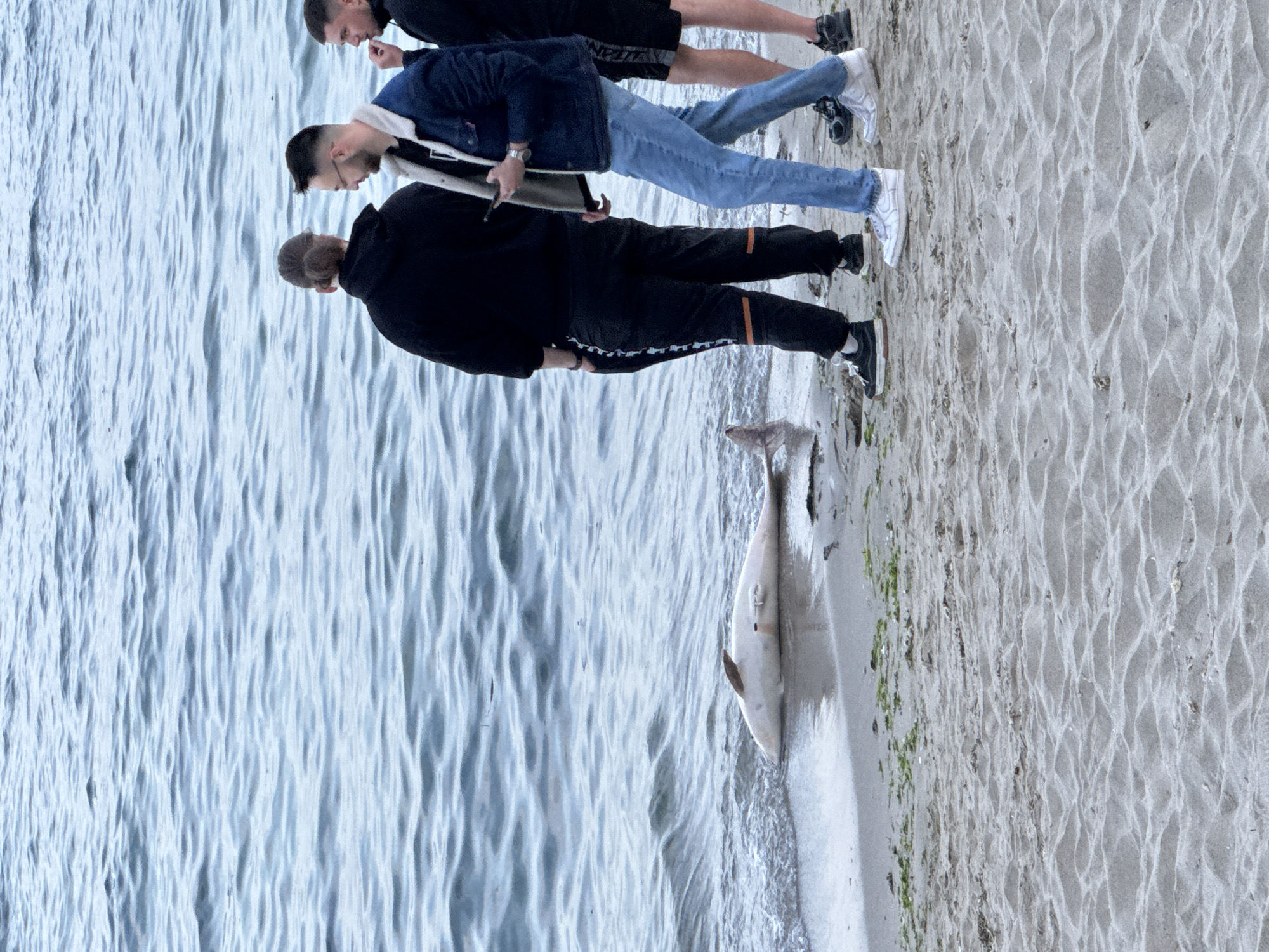 Dead dolphin washes ashore on Varna beach, witnessed by three men