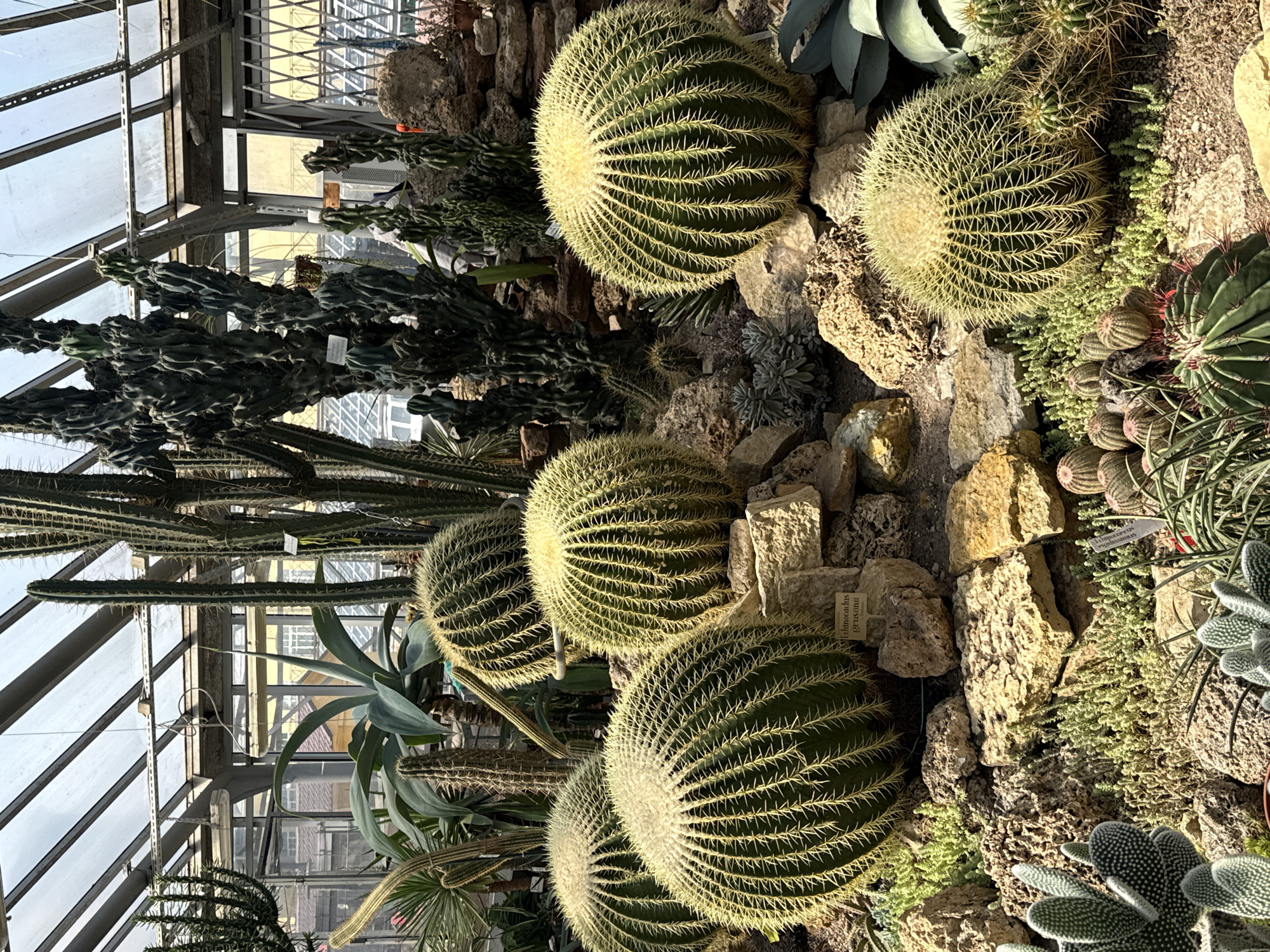 Cacti and succulents in a Saint Petersburg greenhouse