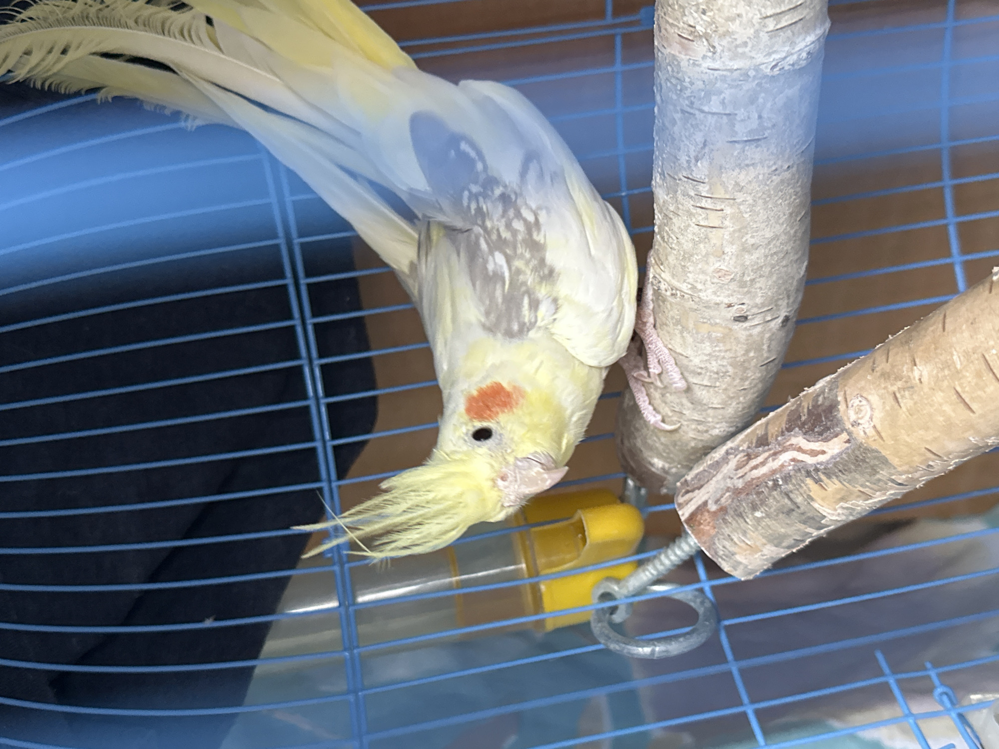 Heavy rain soaks Tvarditsa streets; caged cockatiel observed