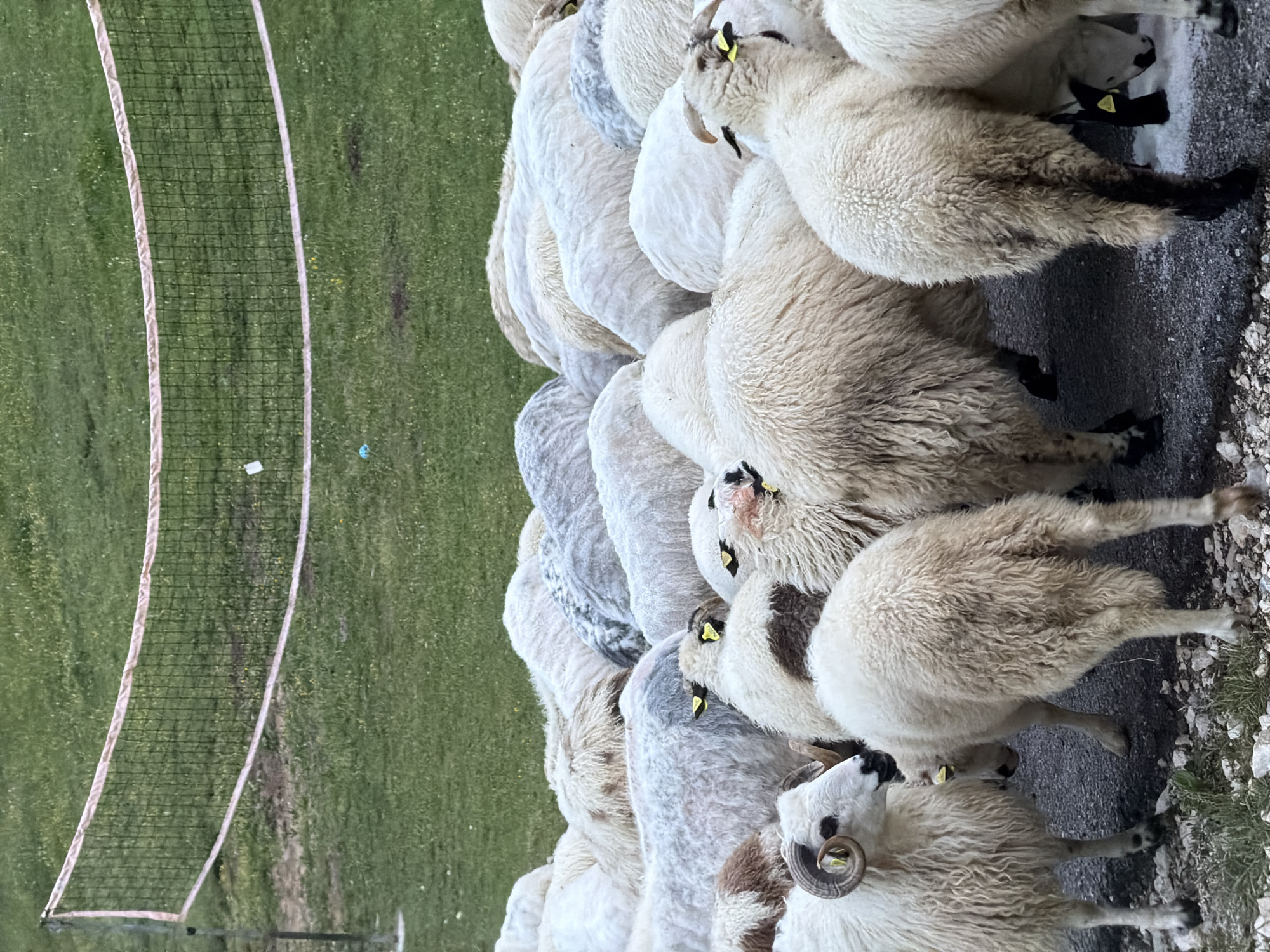Sheep flock gathers on rural road in Montenegro