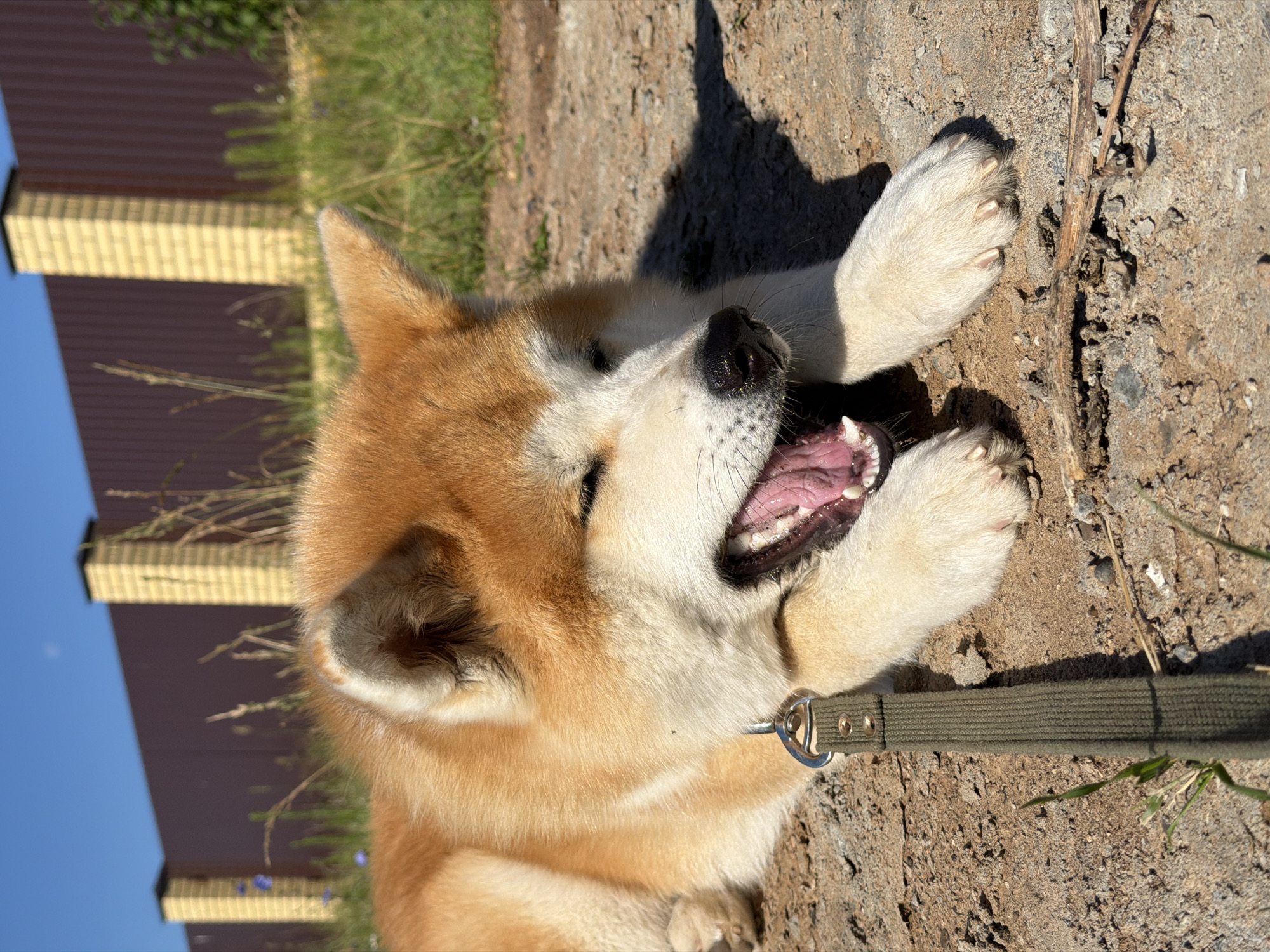 Akita, pony, and wildflowers on a Chaikovsky summer morning
