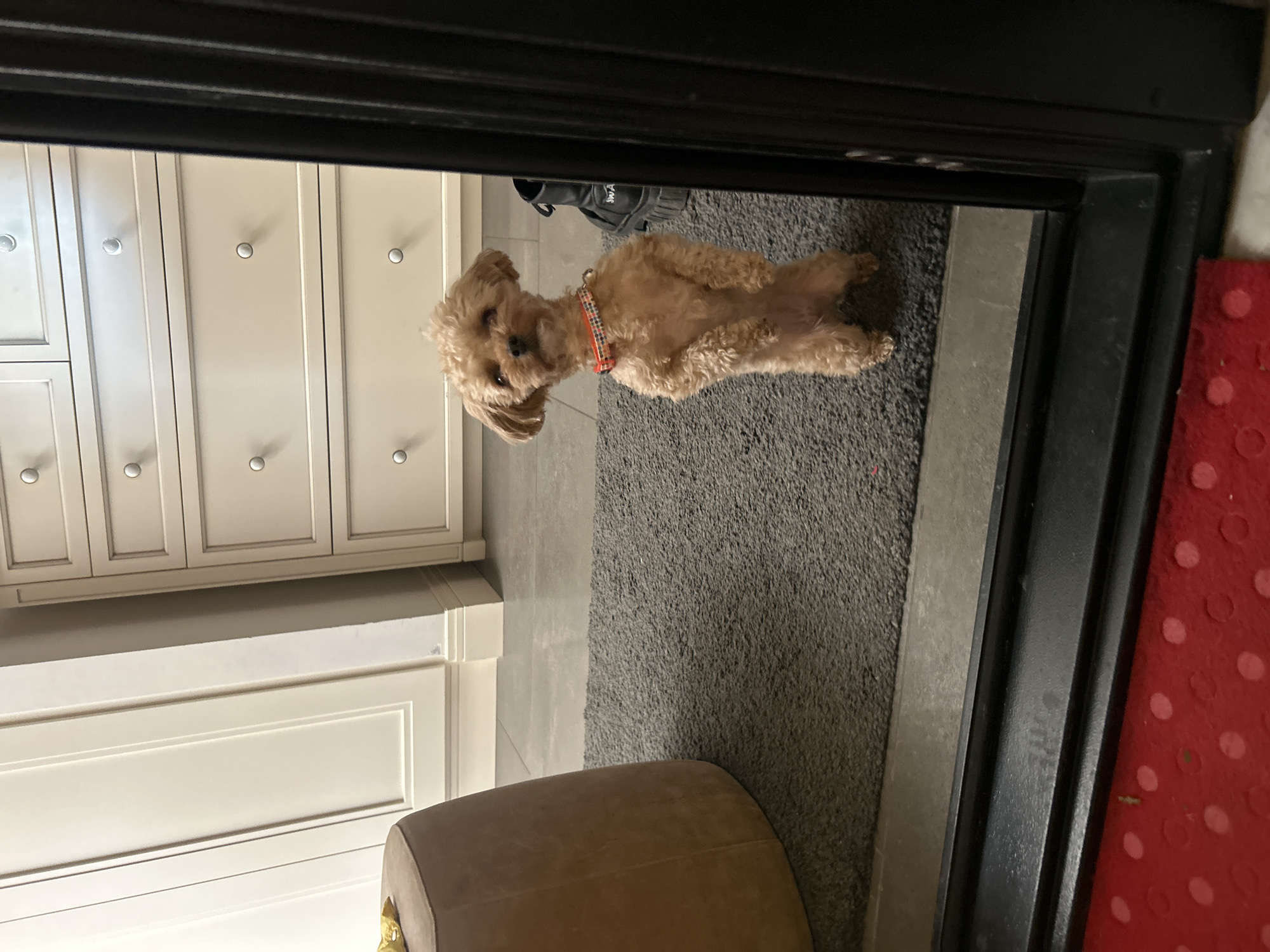 Small poodle rests on rug in Moscow doorway