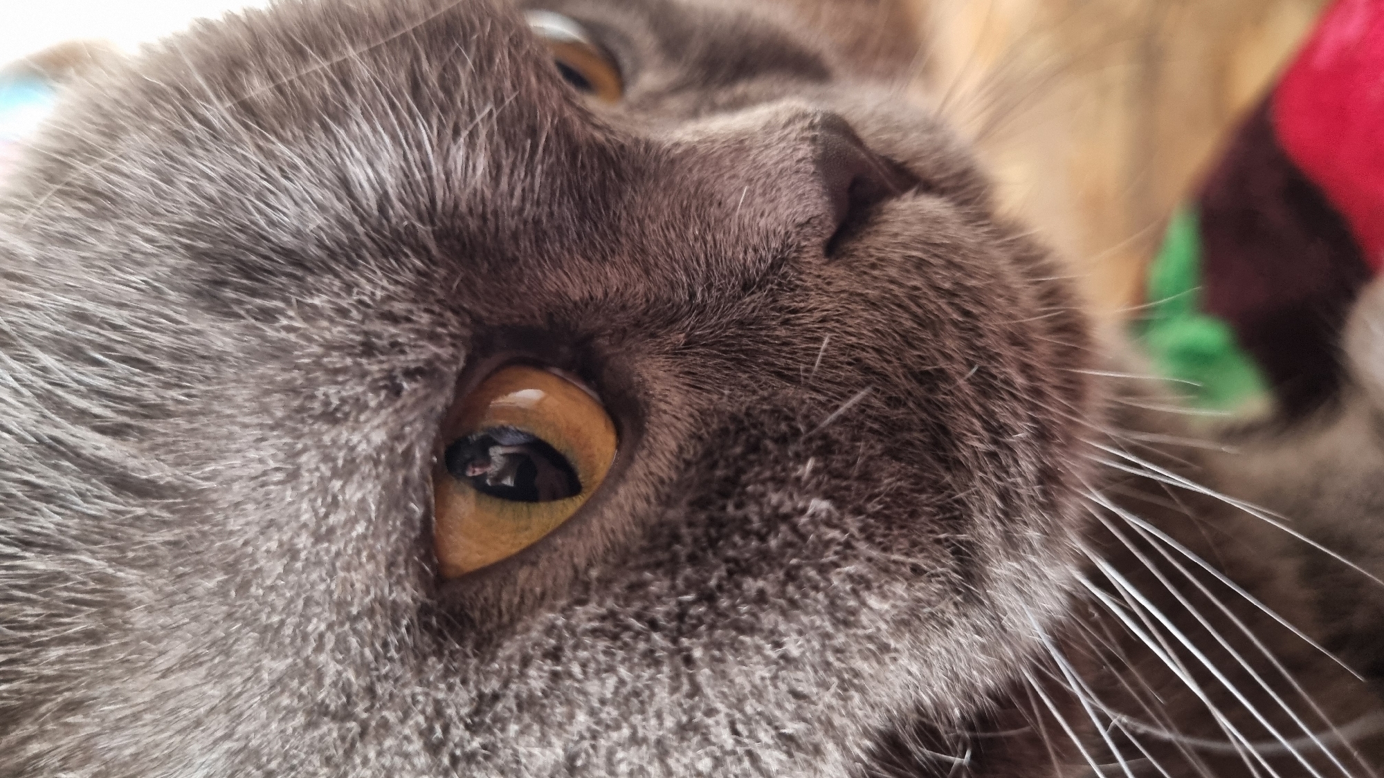 Gray Scottish Fold cat photographed up close in Vysokoe, Russia