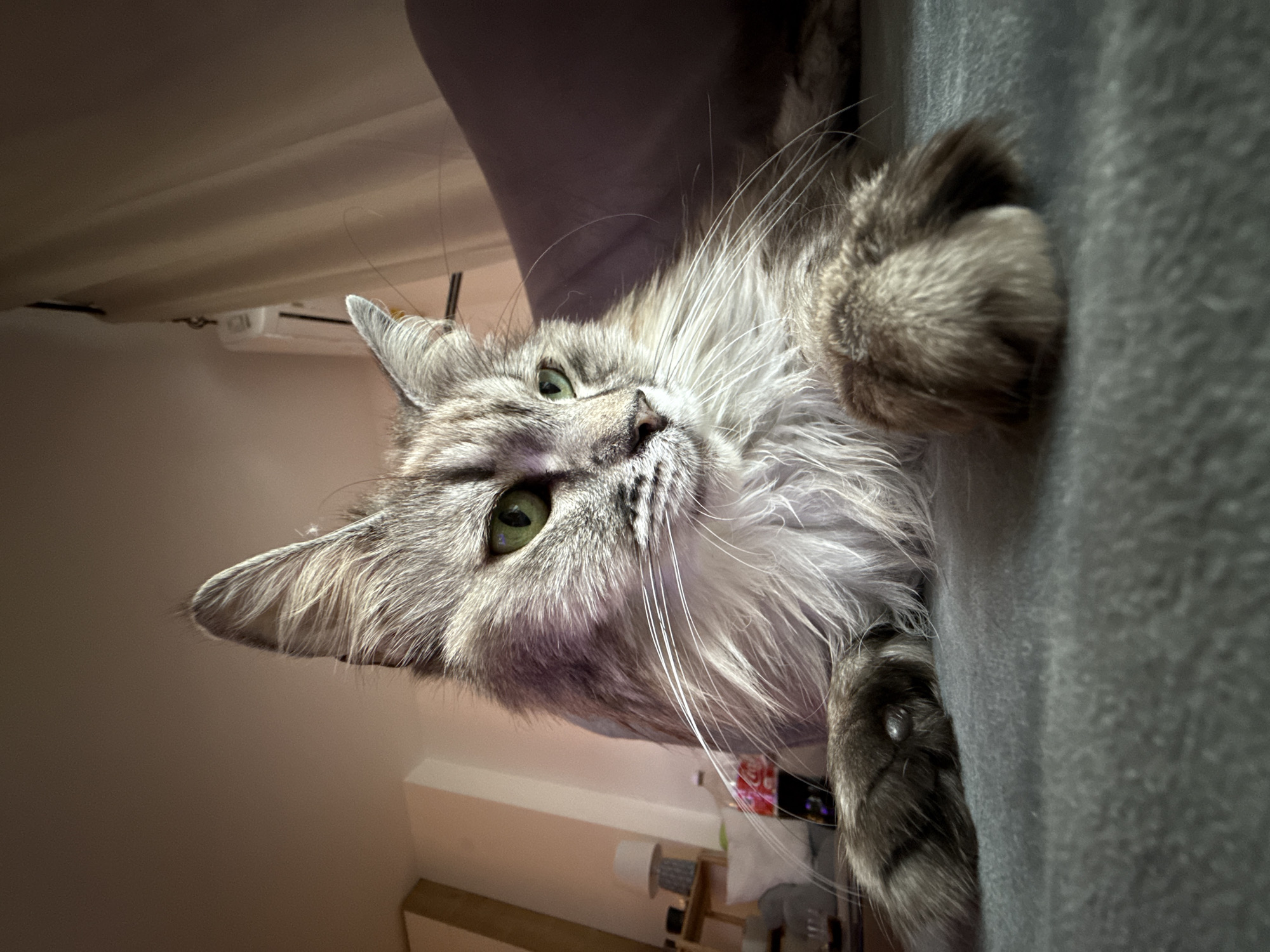Fluffy Maine Coon cat photographed resting on furniture