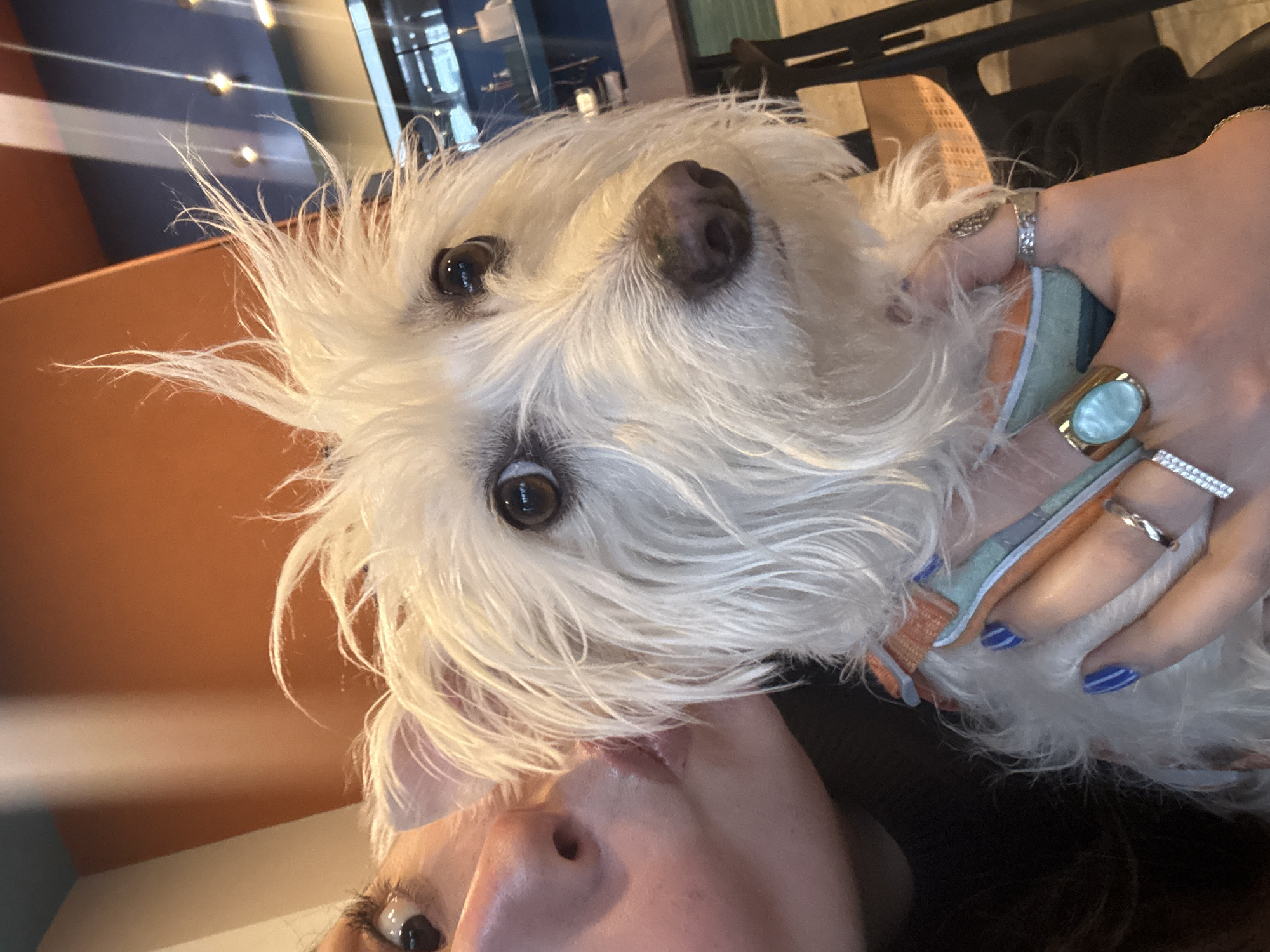 Person holds white dog in close-up photo in Mexico