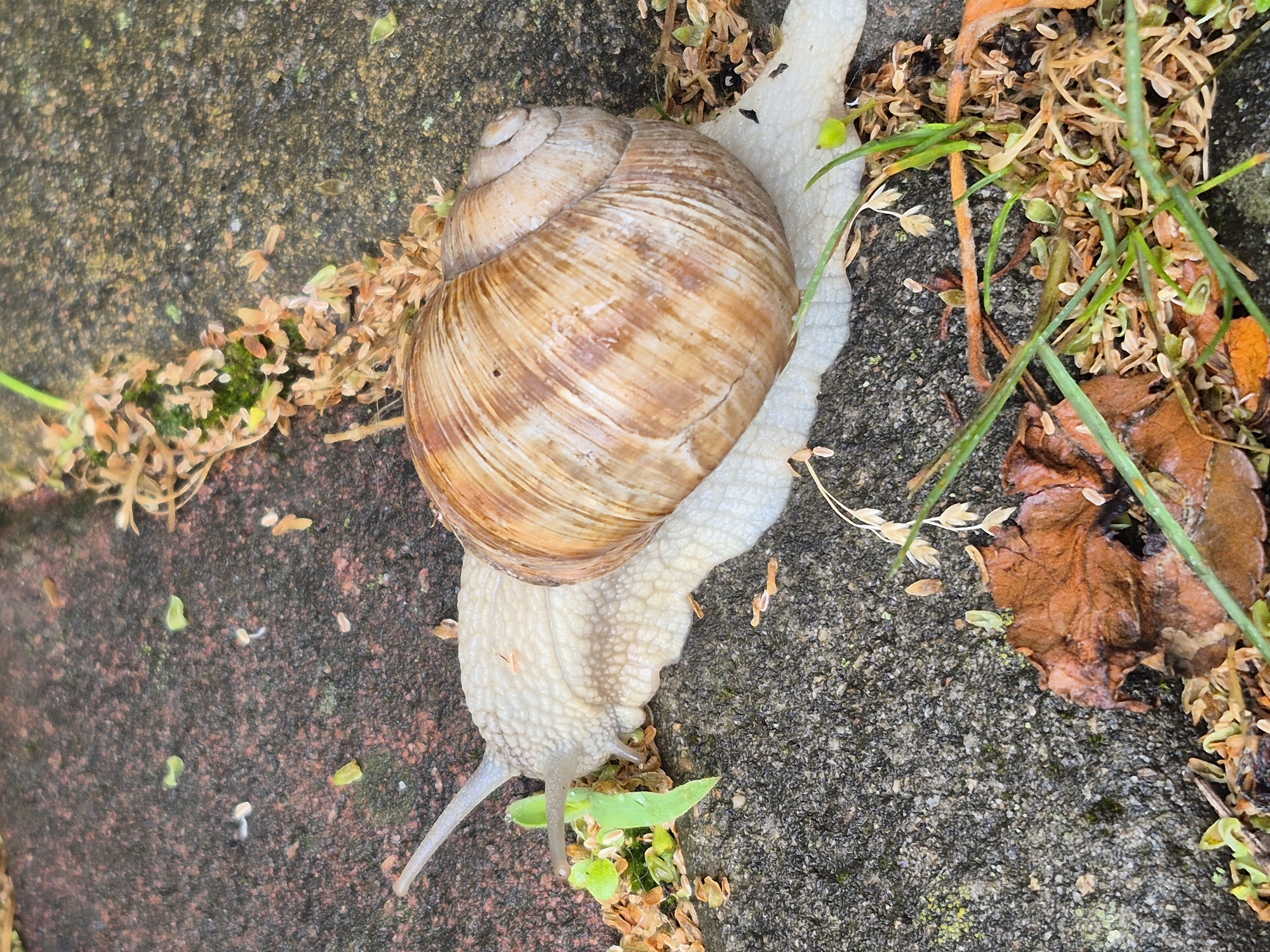 Garden snails up close across wet outdoor surfaces