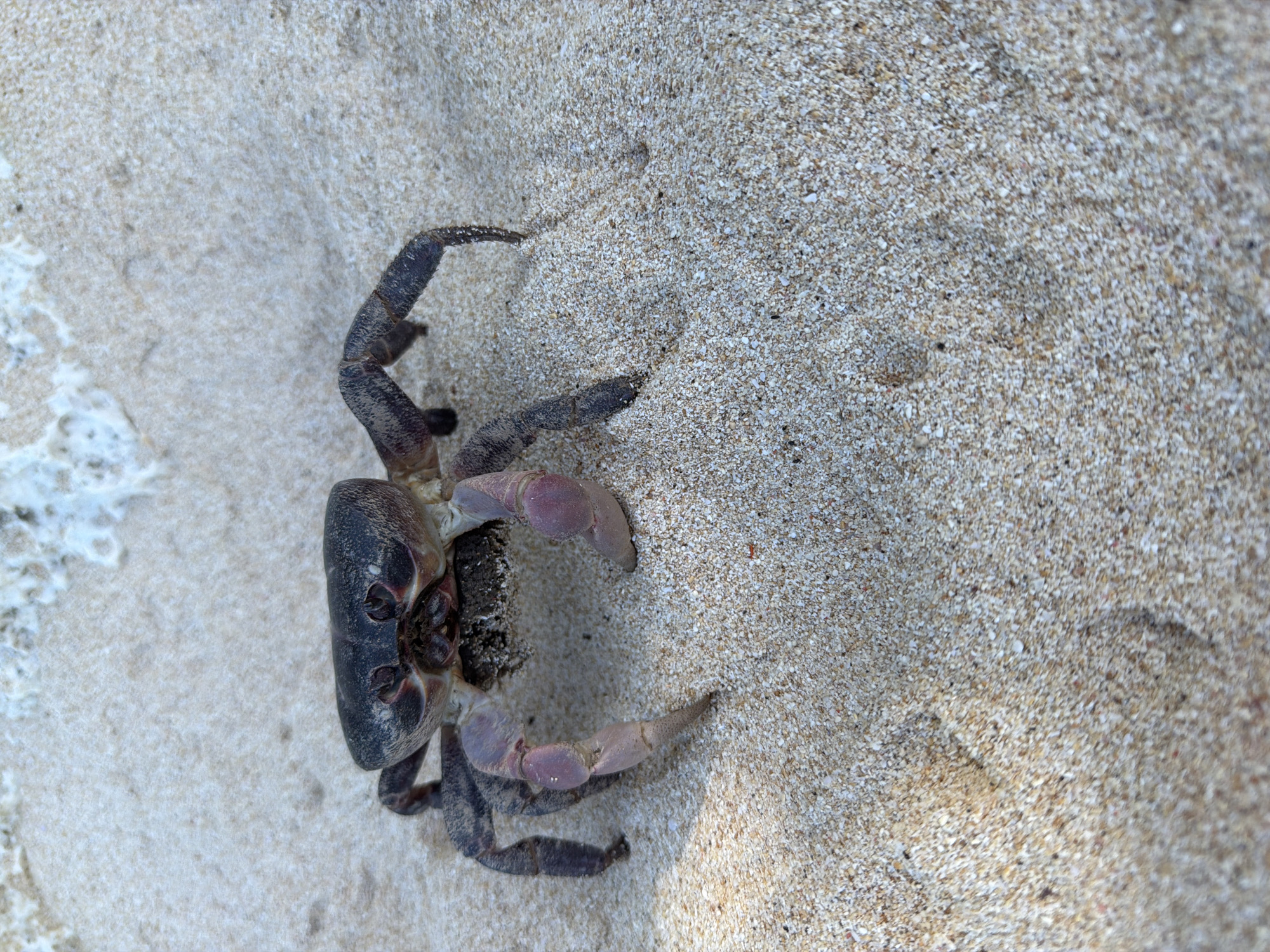 Crabs spotted on Indonesian beaches in early morning hours