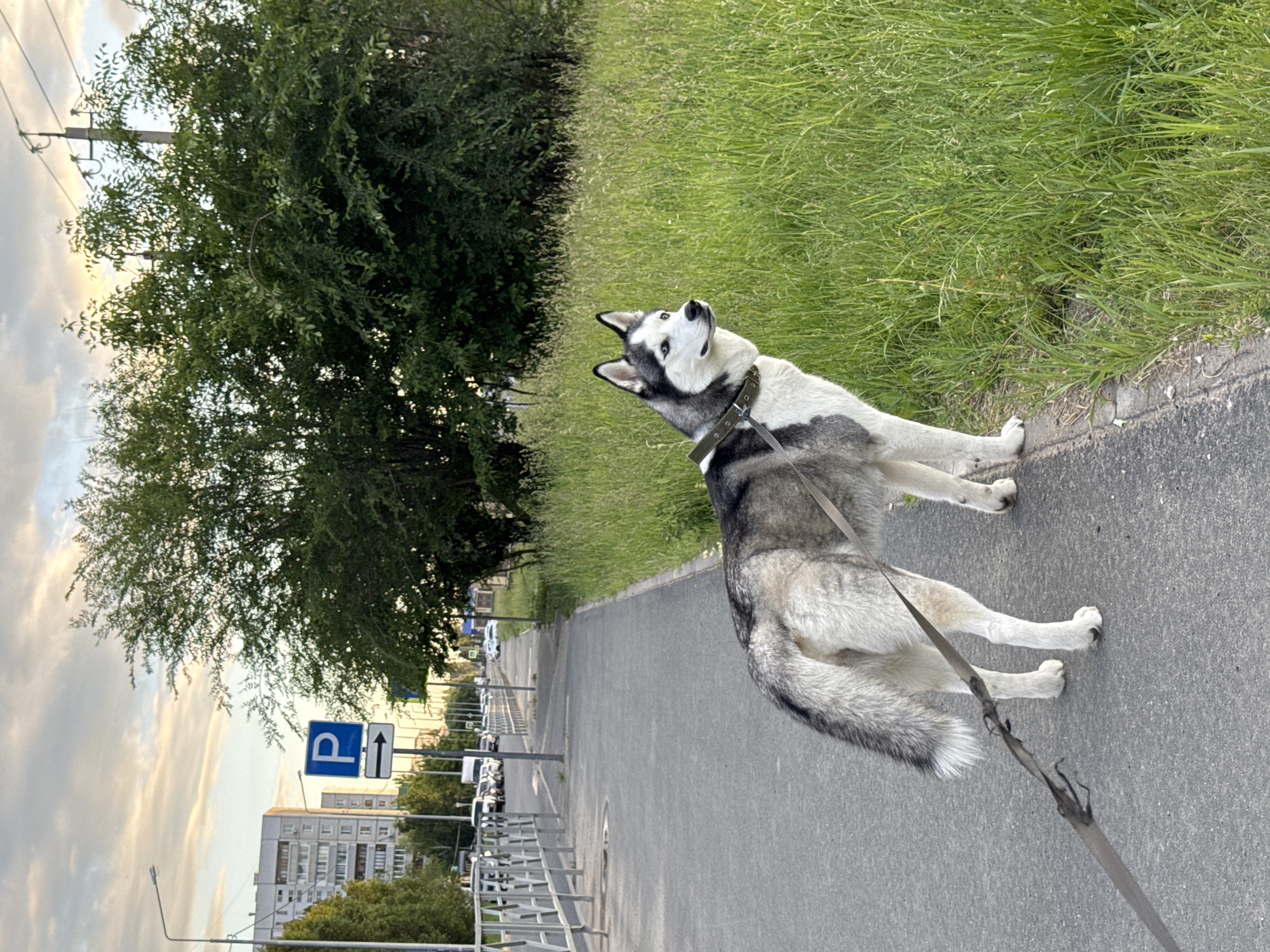 Woman walks Siberian Husky through city, takes selfies outdoors