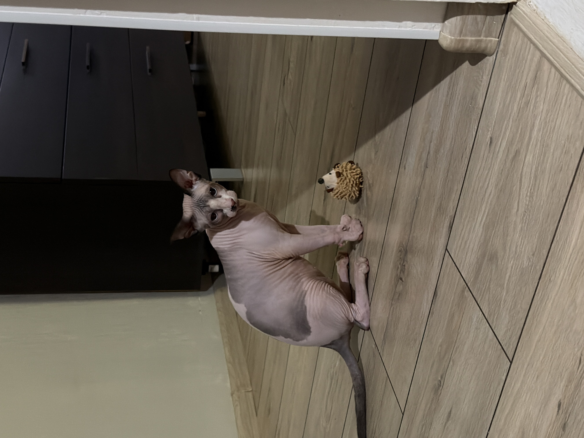 Evening home scenes: Sphynx cat, candles, flowers documented