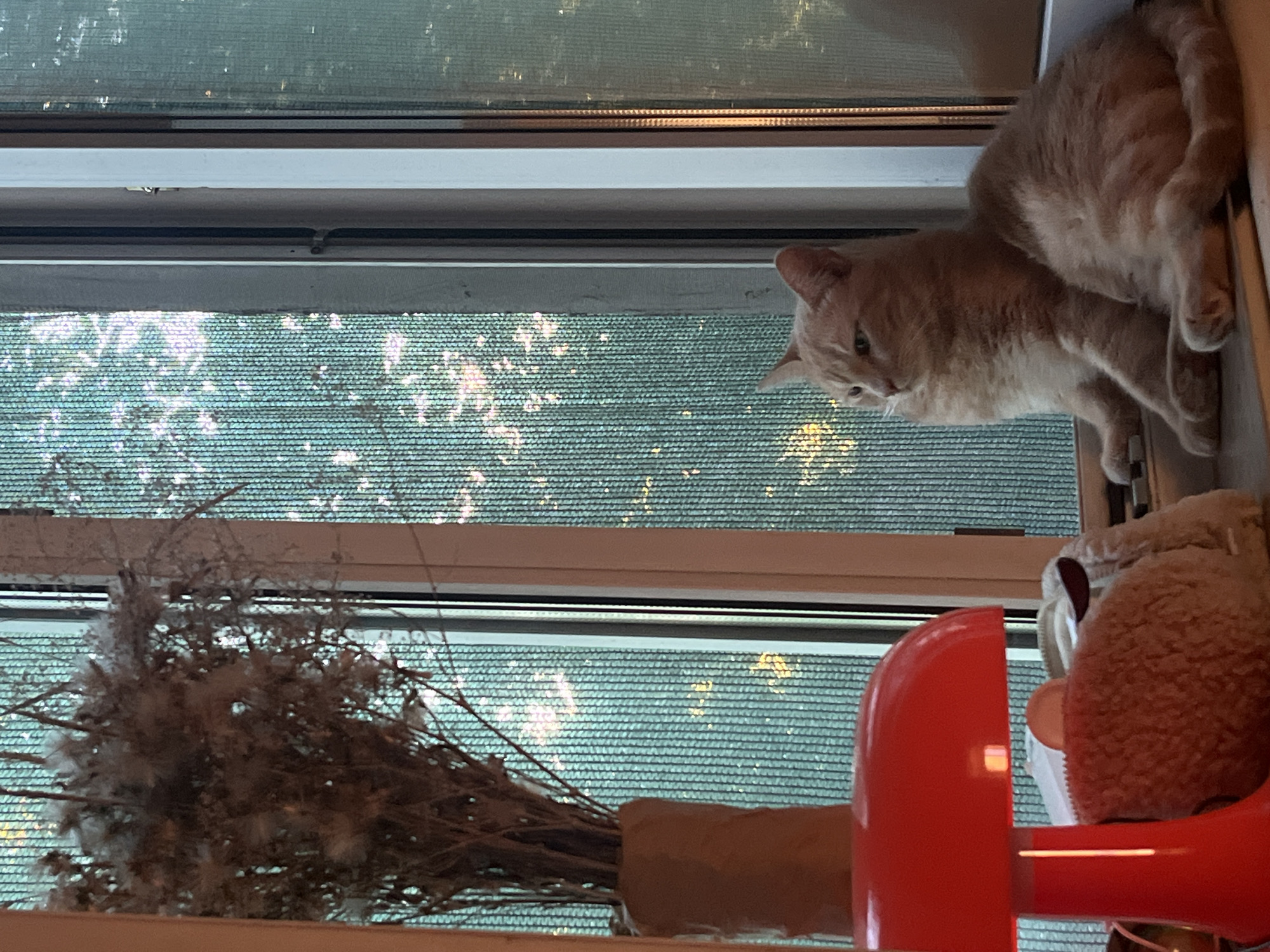 Dusk silhouettes and windowsill cats on a summer afternoon