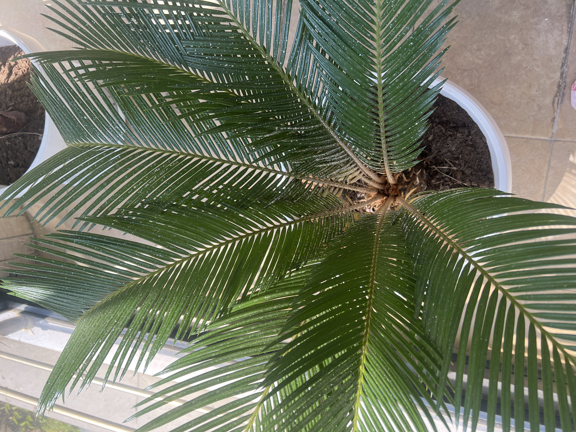 Inside a Burgas apartment: plants, décor, and a city view