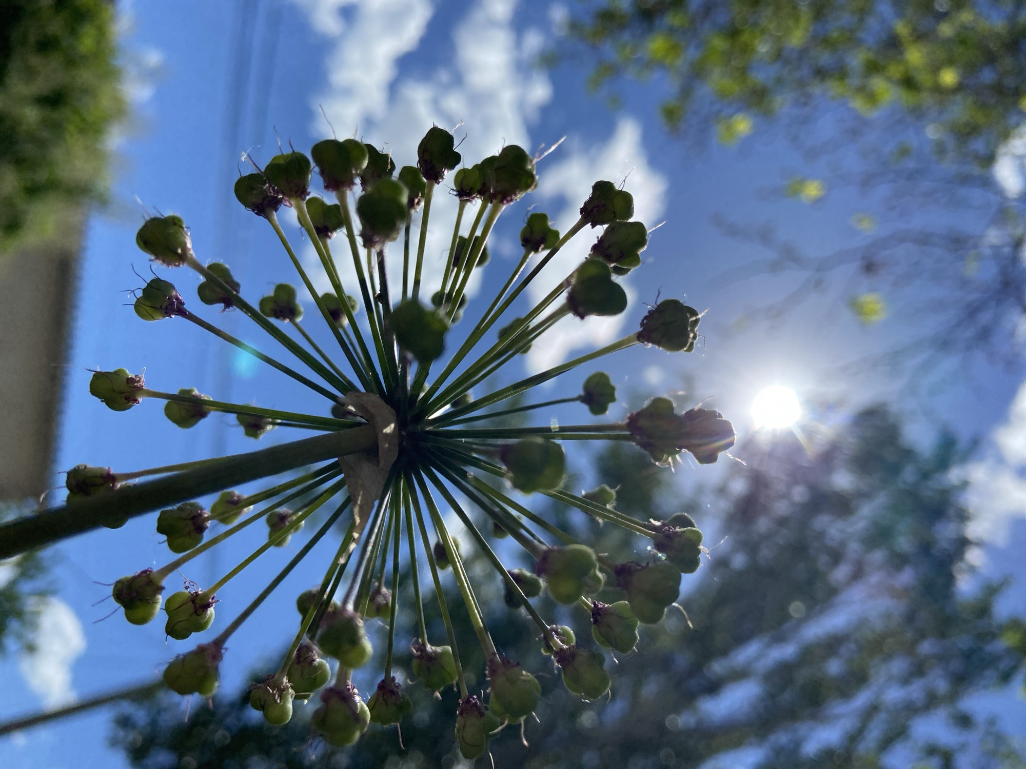 Morning garden documentation captures diverse flowering plants and wildlife