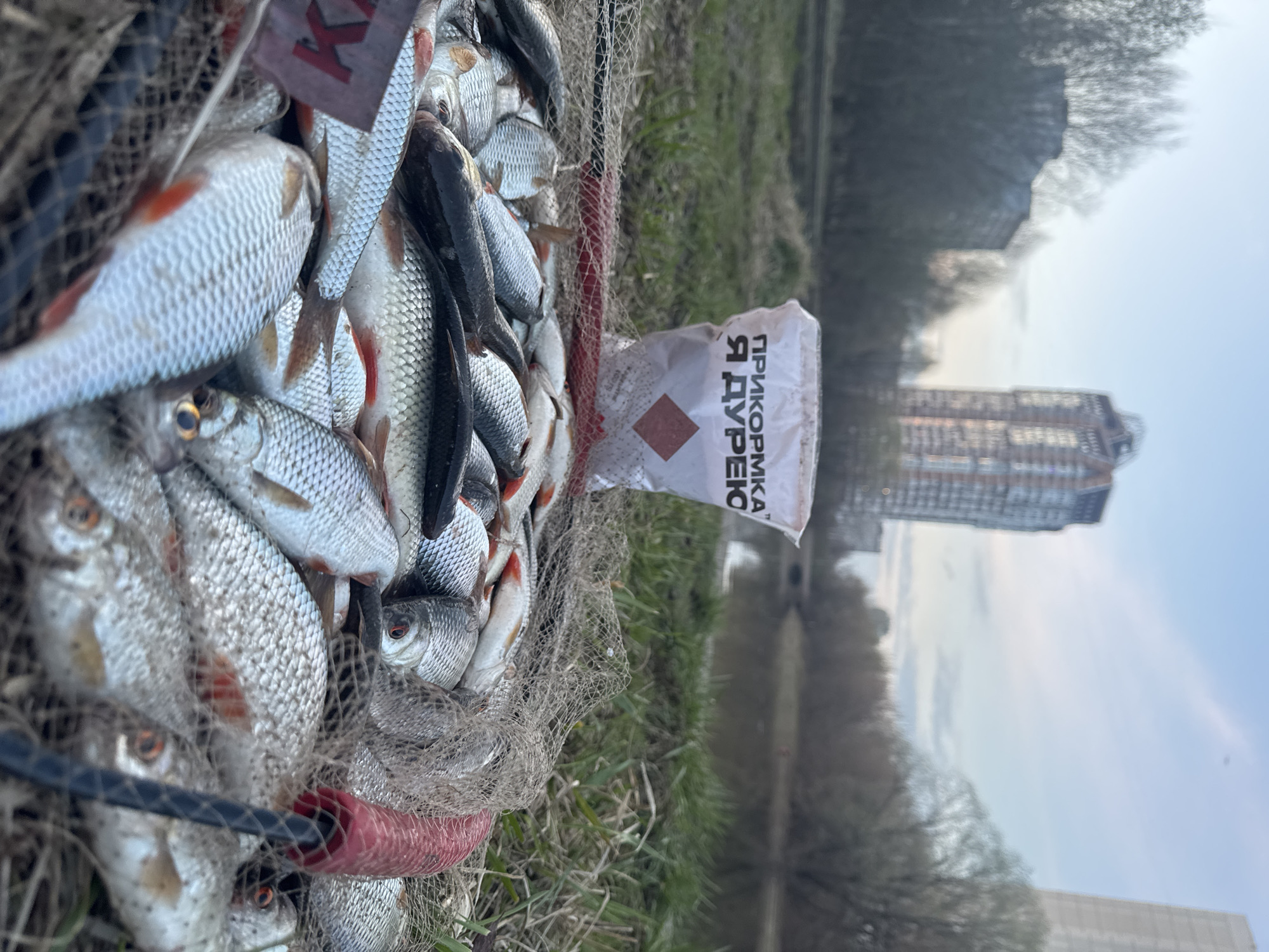 Large roach catch documented in Moscow urban waterway