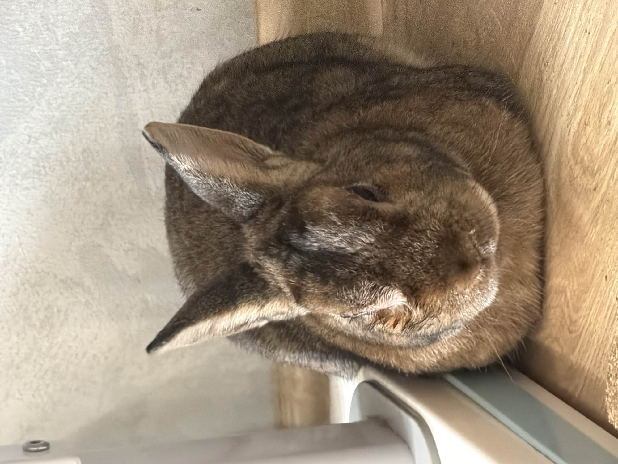Pet rabbit and cat documented during morning routine in Solikamsk