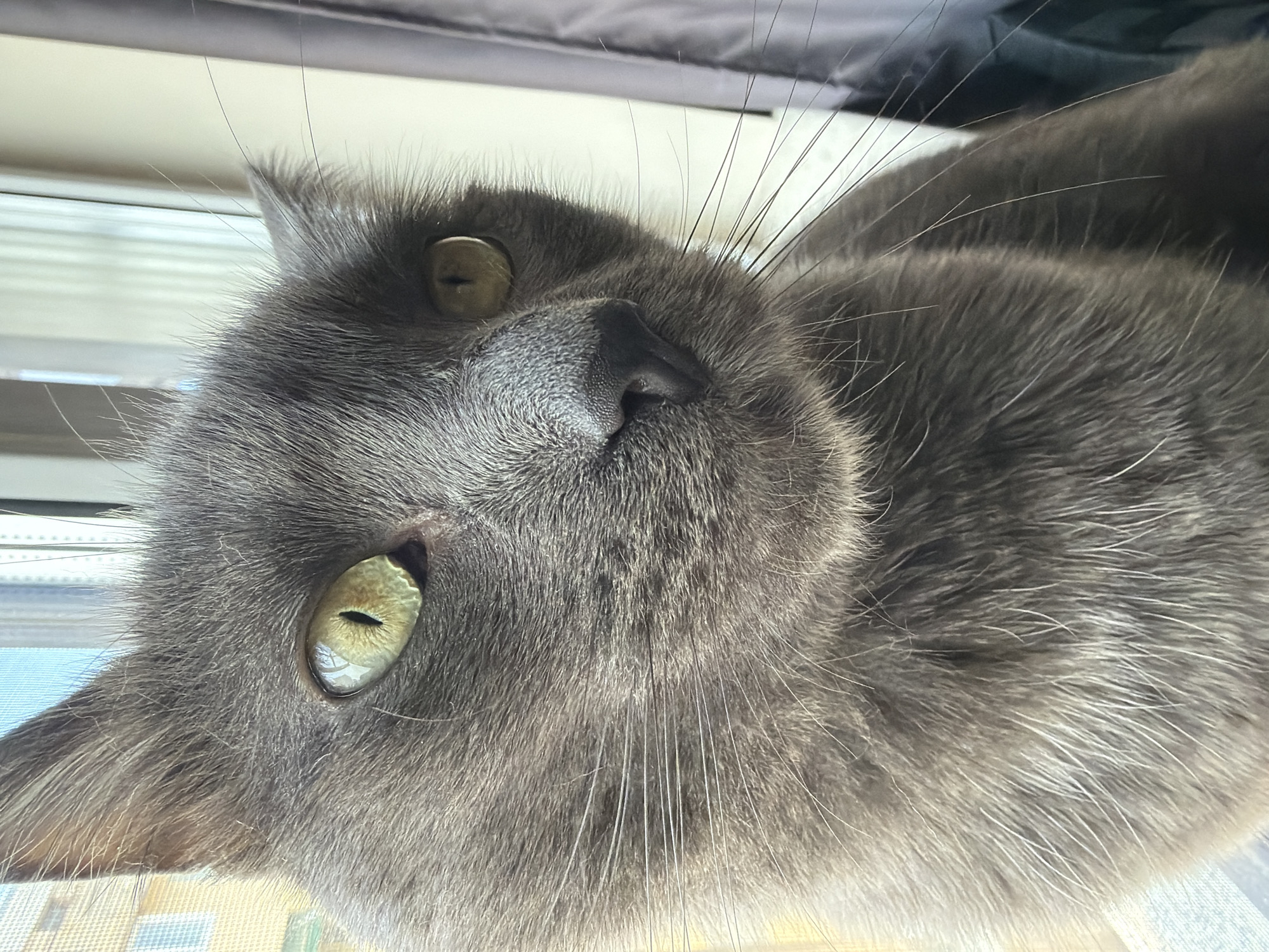 Grey cat with yellow eyes photographed indoors