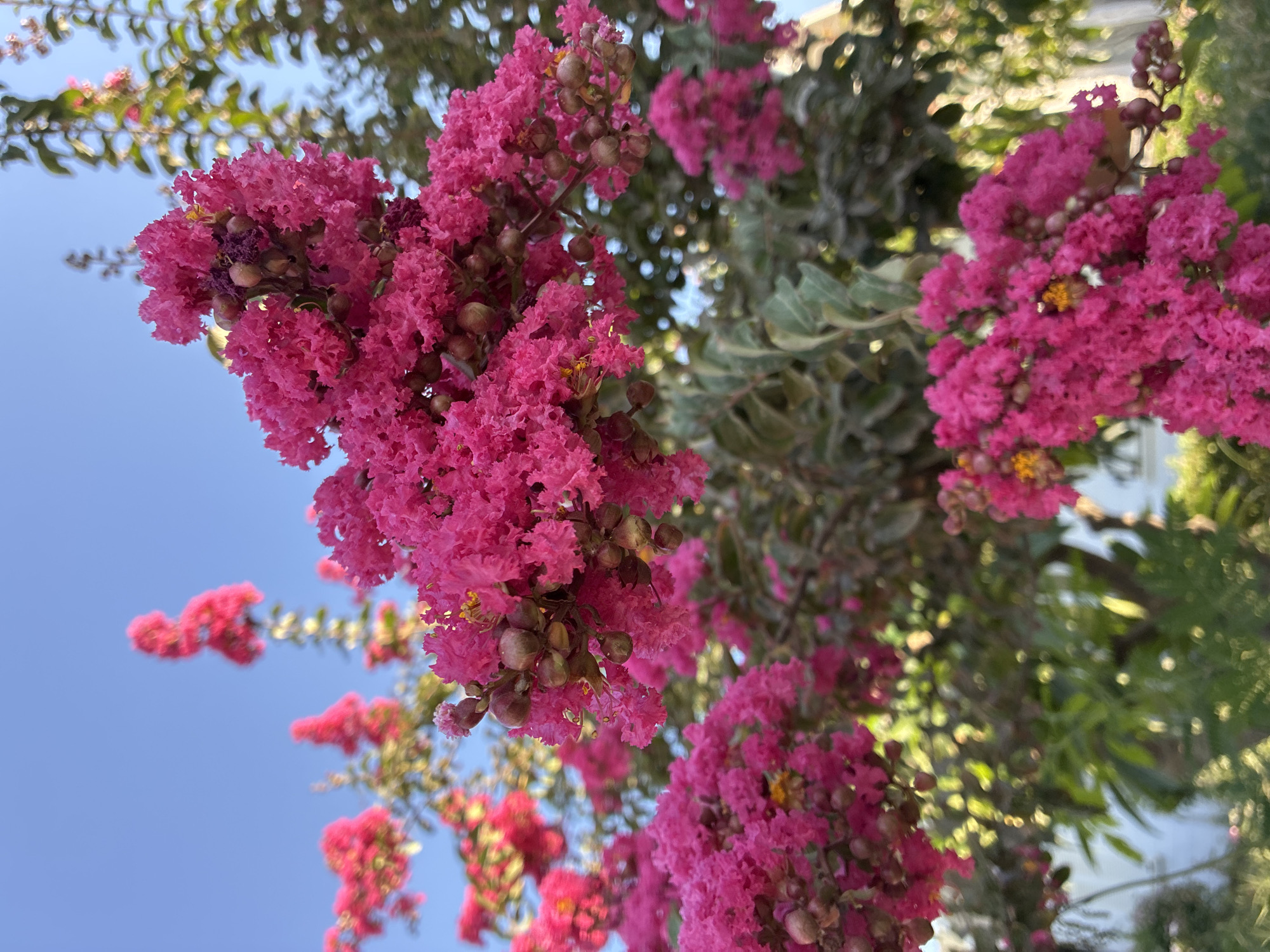 Flora, fauna, and landmarks on a summer morning in Alanya