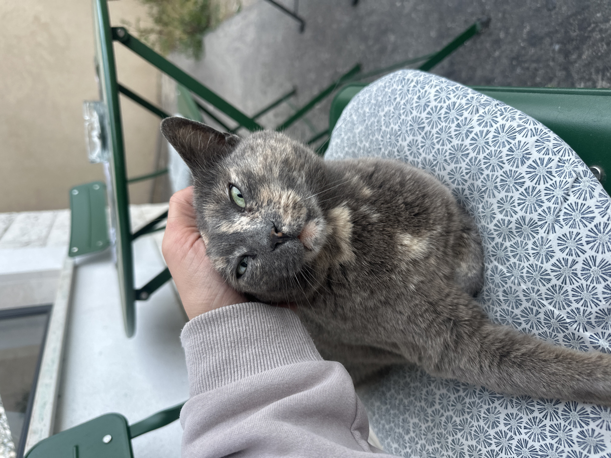 Tortoiseshell cat petted on patterned cushion in Budva