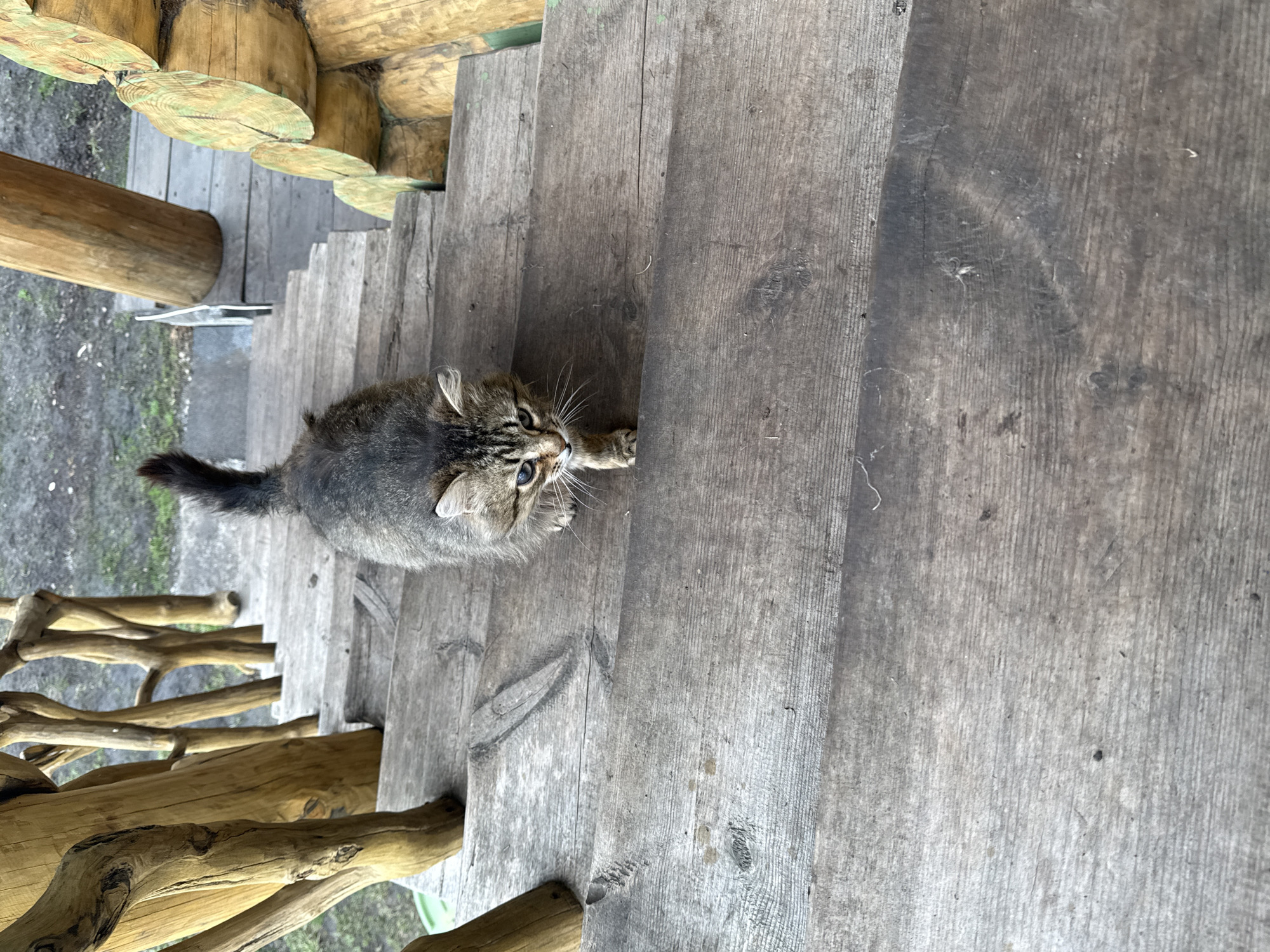 Cat on stairs, dump truck spotted in Tyulyuk