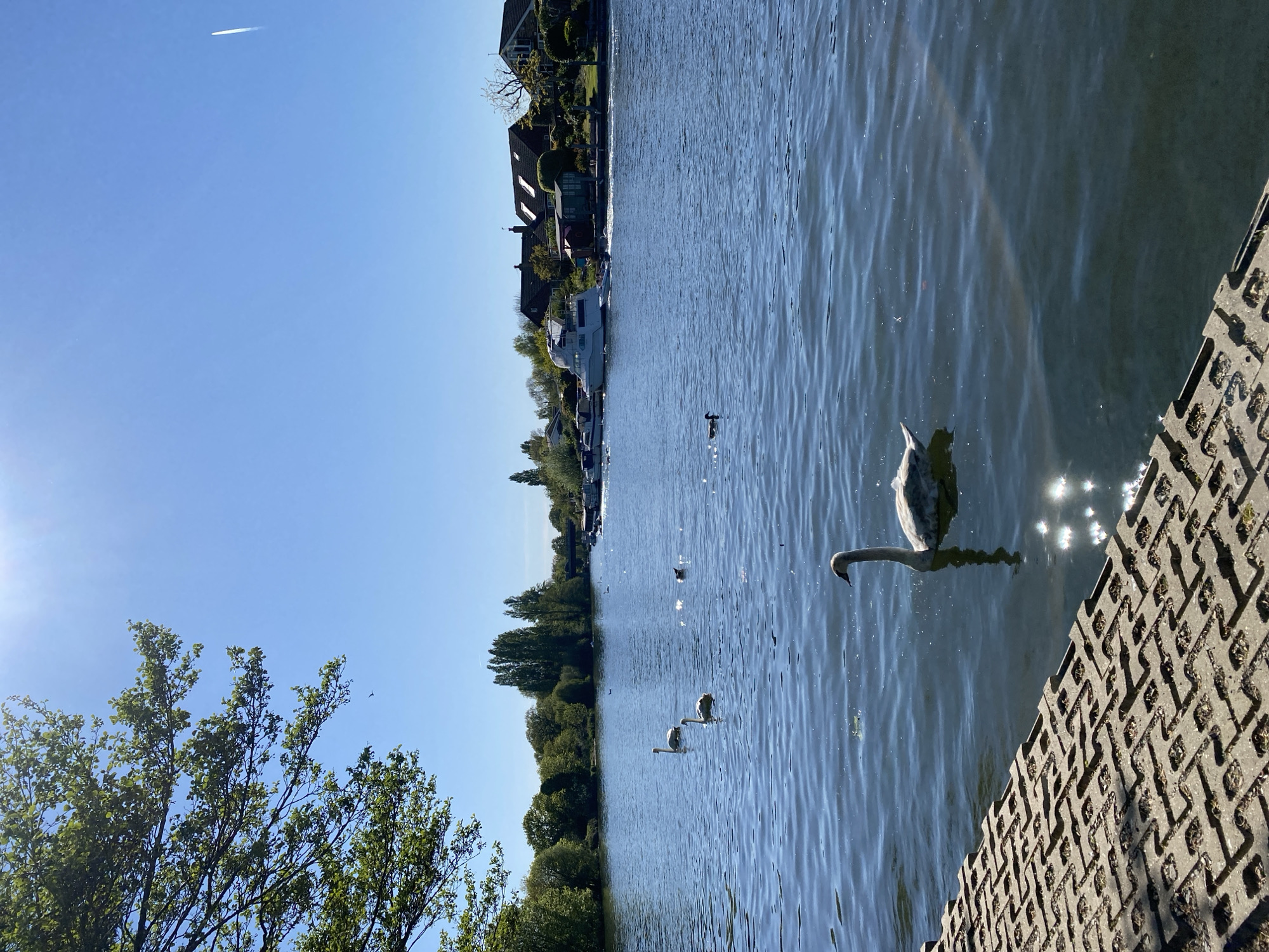 Swans gather along sunny shoreline in Spelthorne Borough