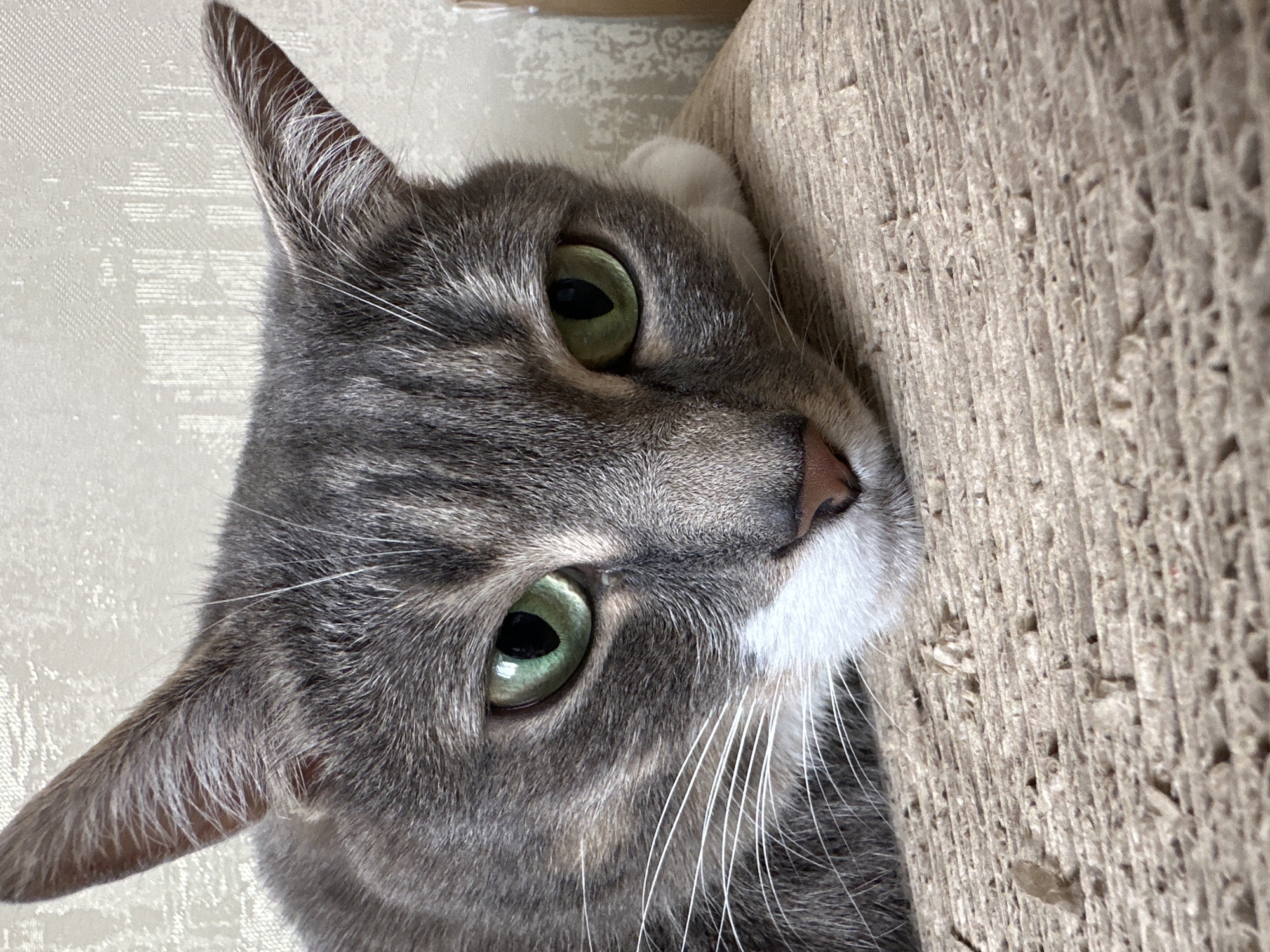 Tabby cat enjoys morning playtime and affection indoors