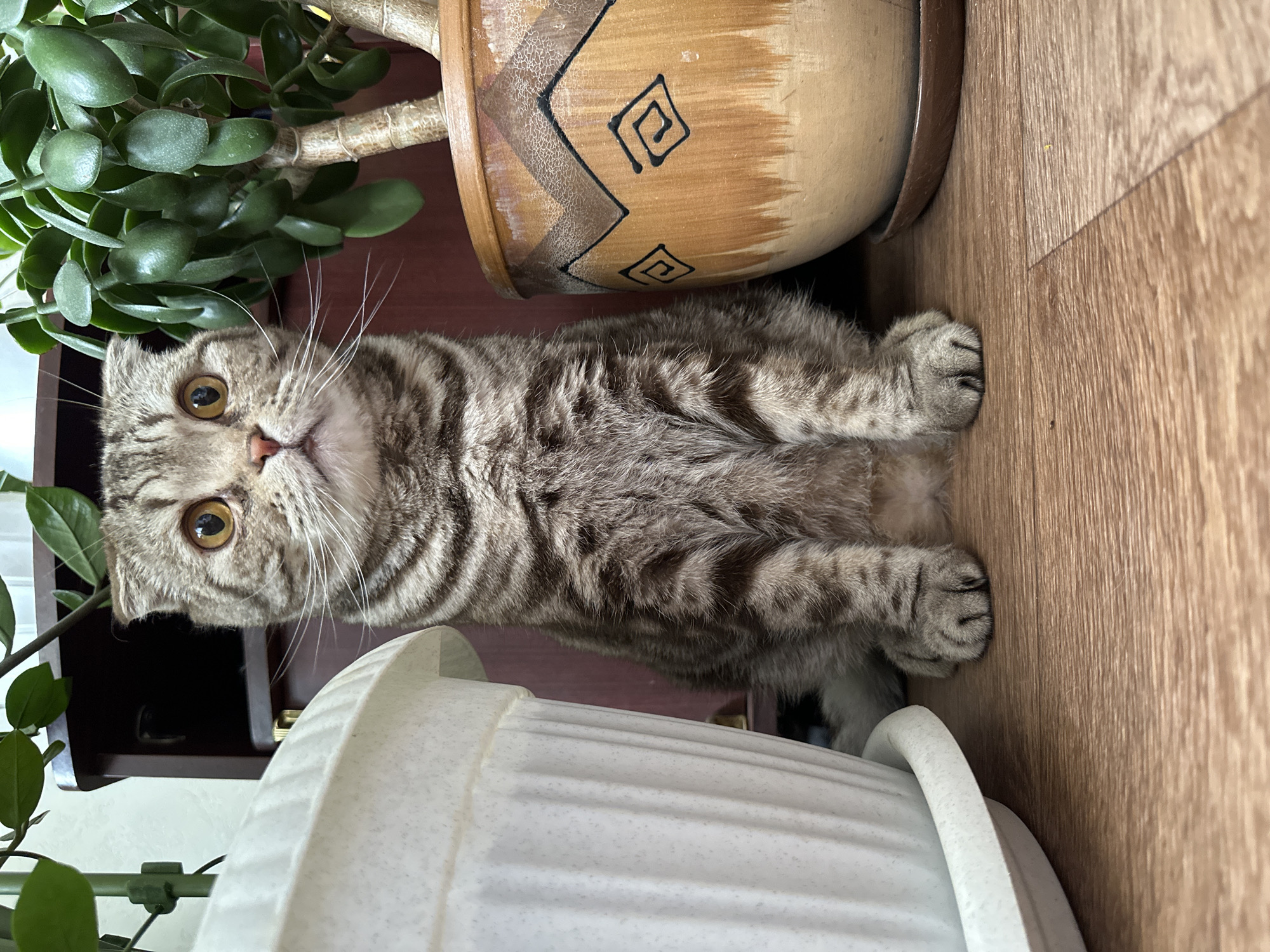 Gray tabby cat documented in domestic indoor activities over 80-minute period