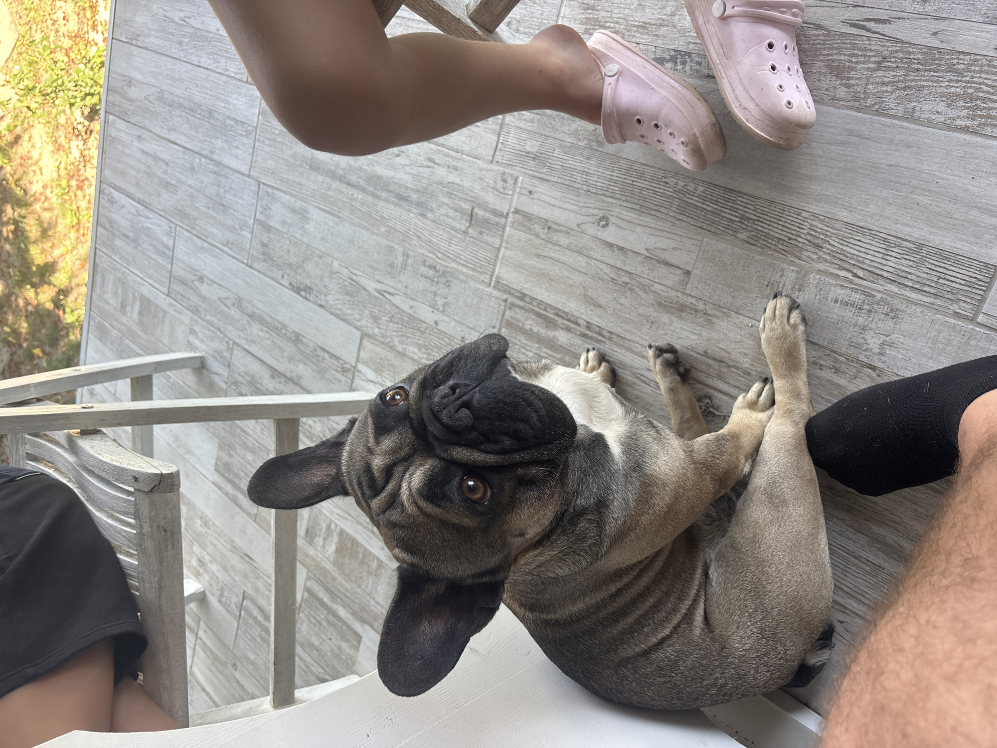 French Bulldog on a deck in Marten, gazing upward