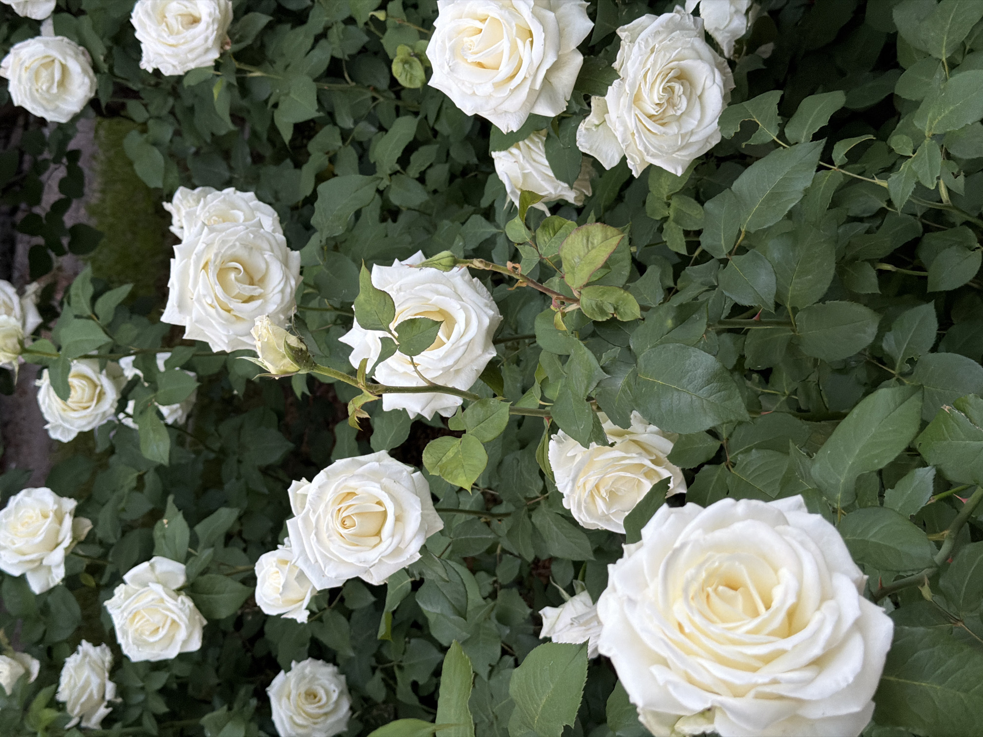 Spring blooms documented across Almaty gardens and parks