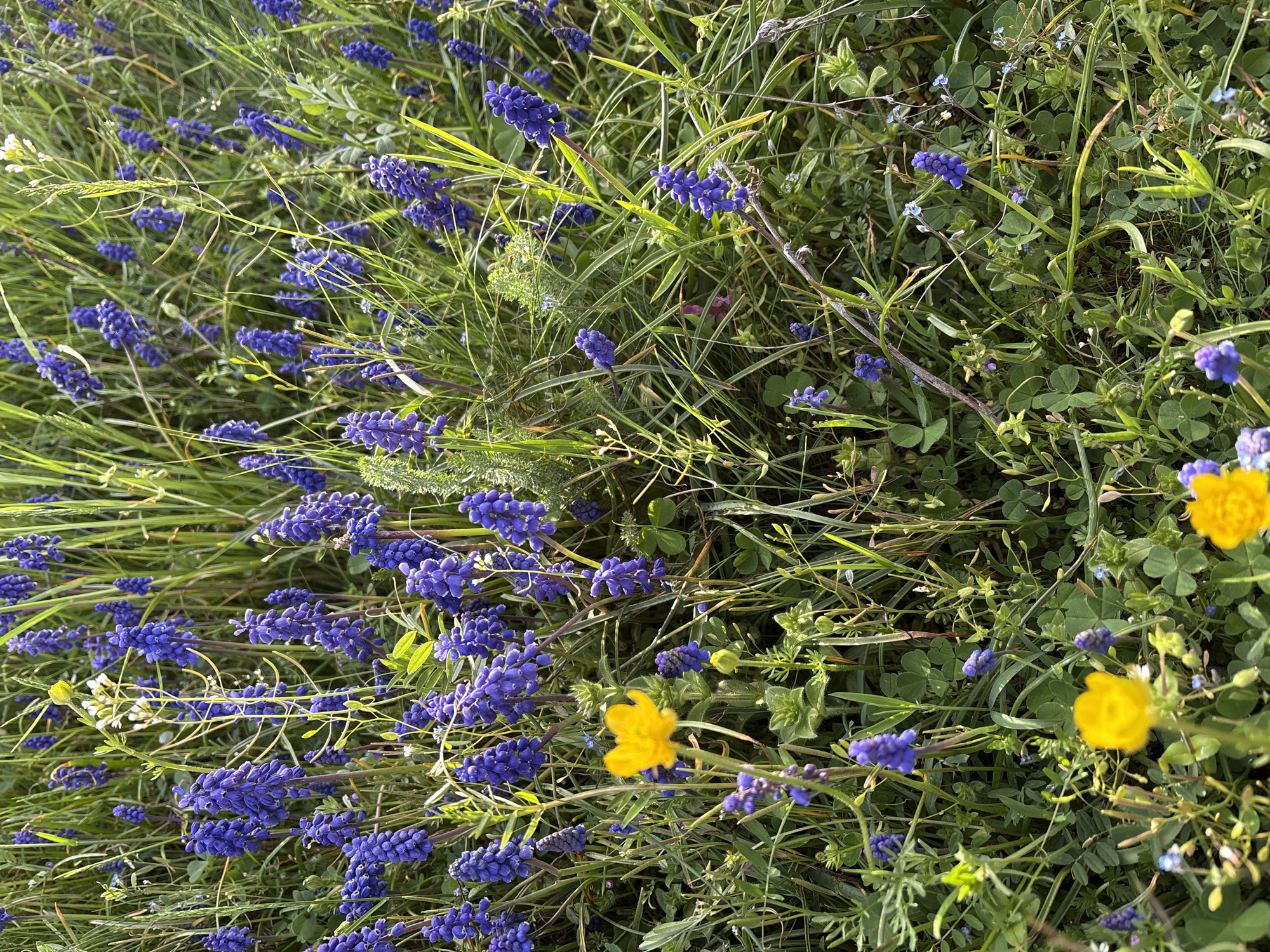 Spring wildflowers bloom in Panagyurishte, Bulgaria documented by witness