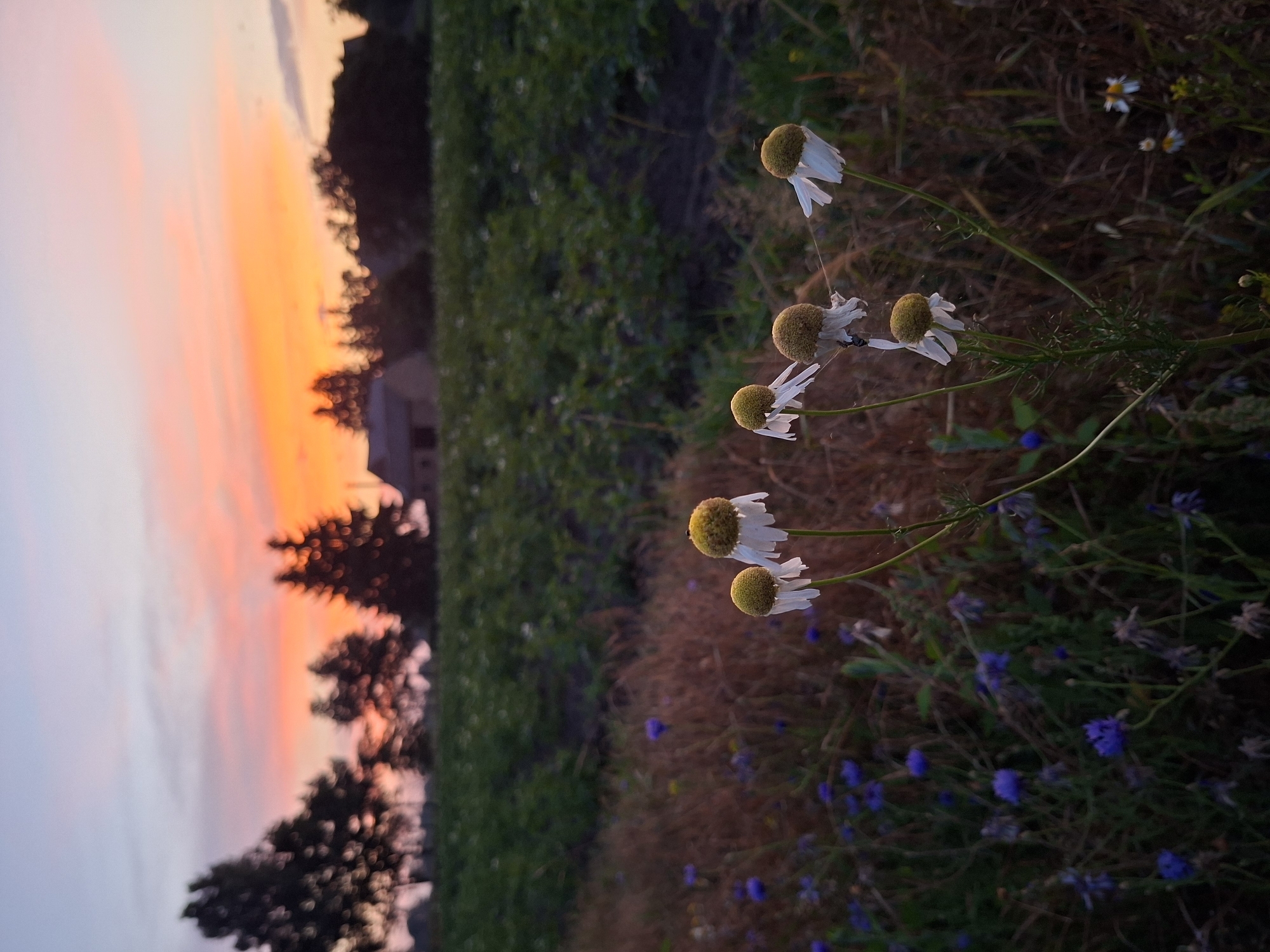 Evening bike ride through rural fields at golden hour