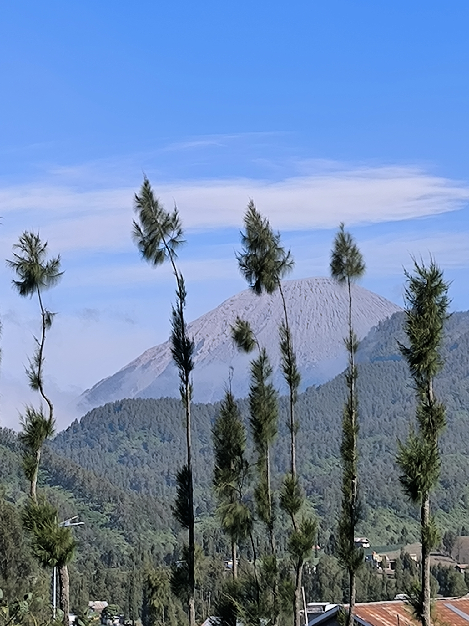 Pine trees and ash-covered volcano at Ranupane, East Java