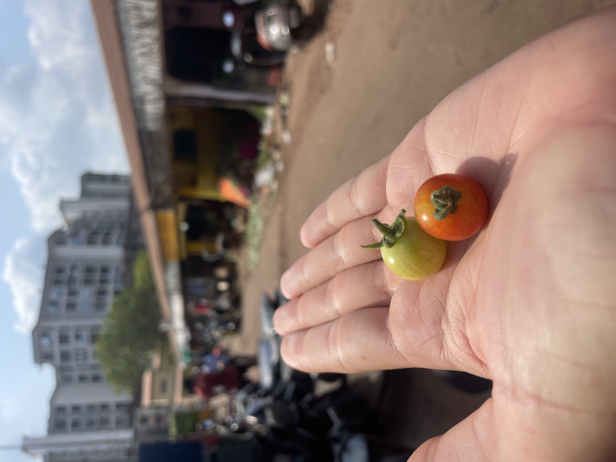 Morning market activity documented in Mapusa, India fruit bazaar