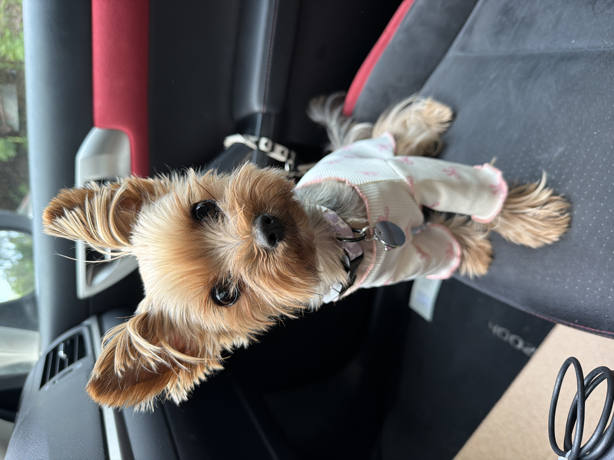 Dressed-up Yorkshire Terrier rides shotgun in Warsaw Lexus