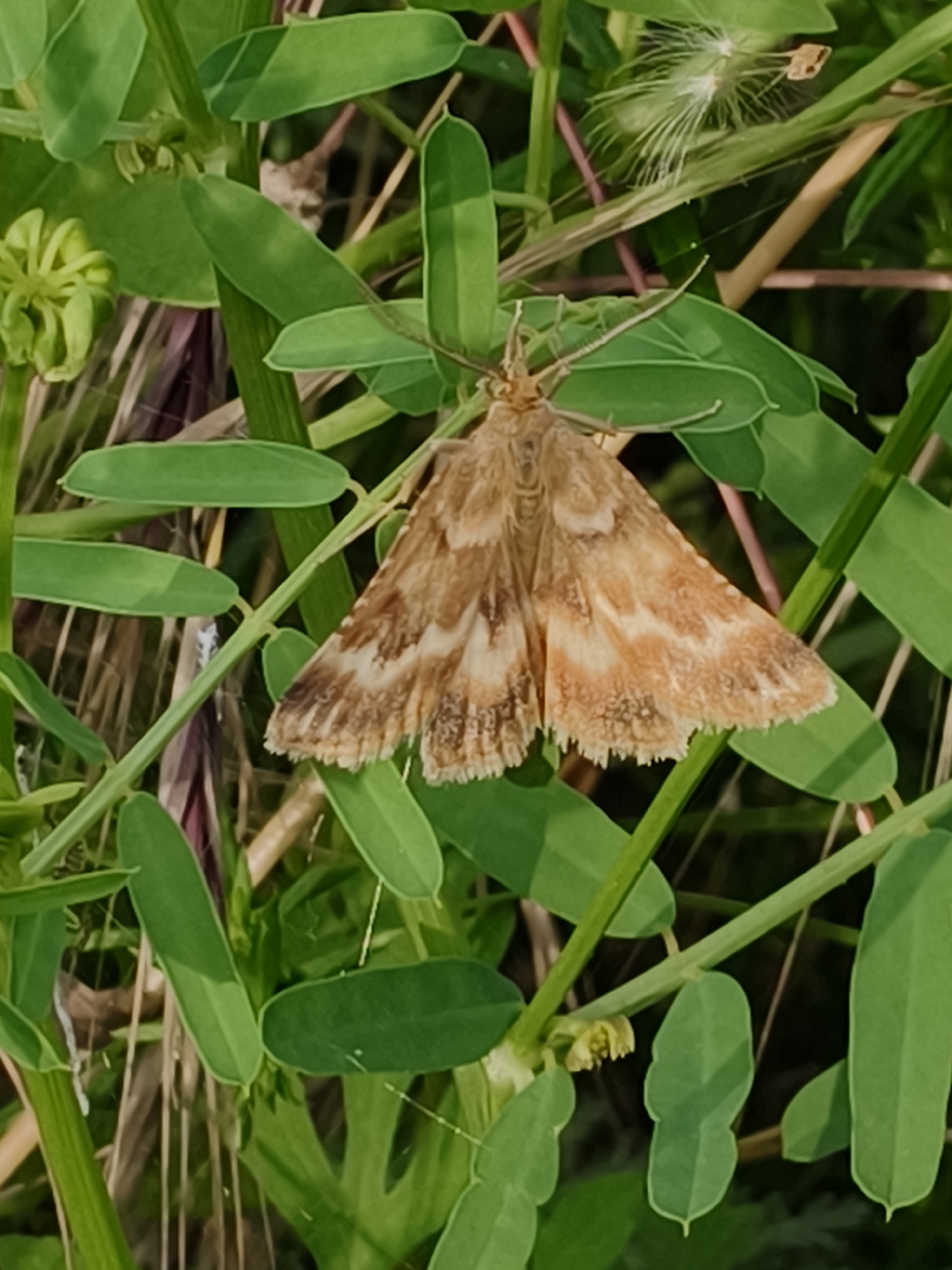 Summer wildflower documentation around Kryvyi Rih, Ukraine