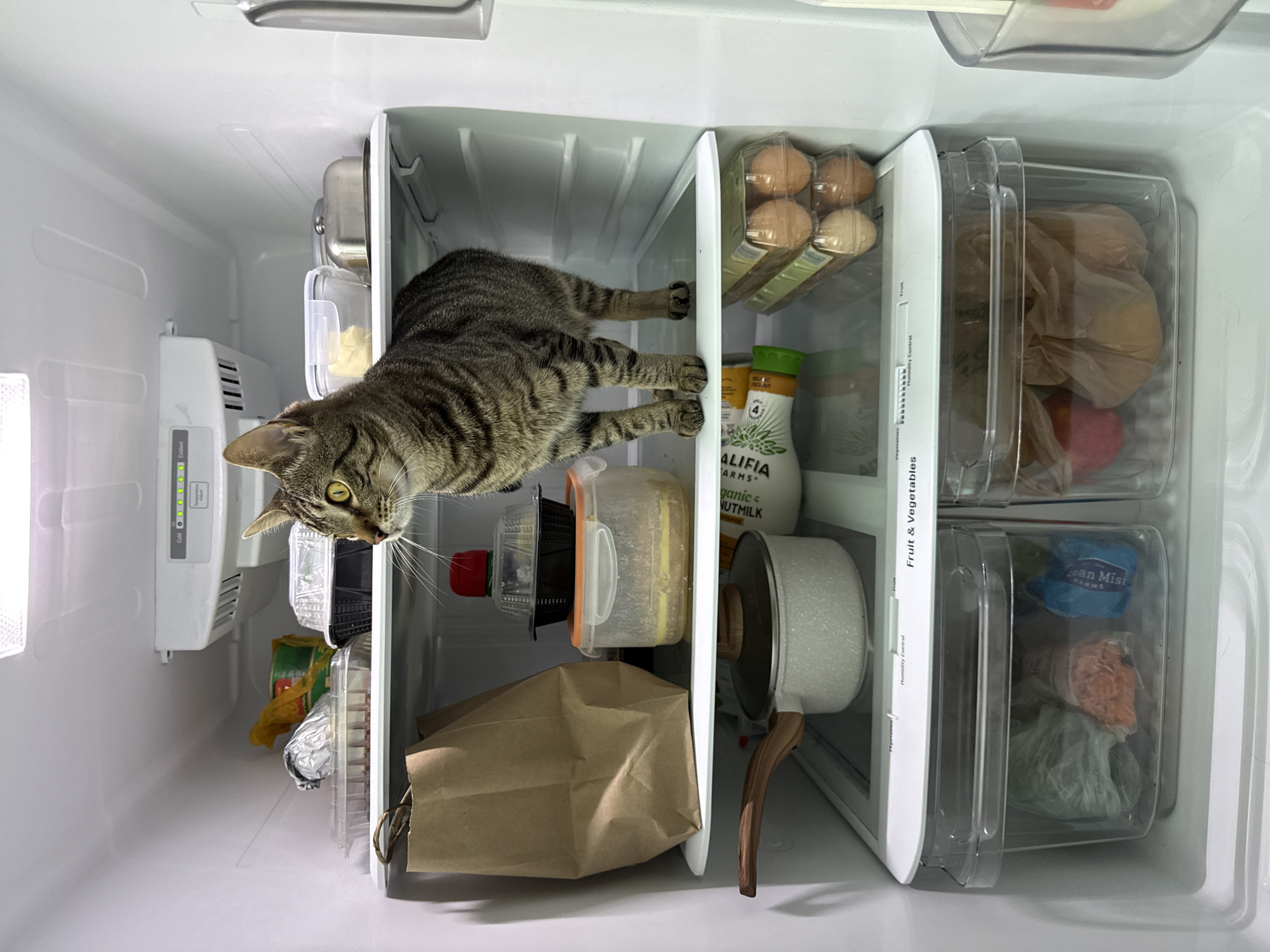 Tabby cat claims the fridge on a Stock Island afternoon