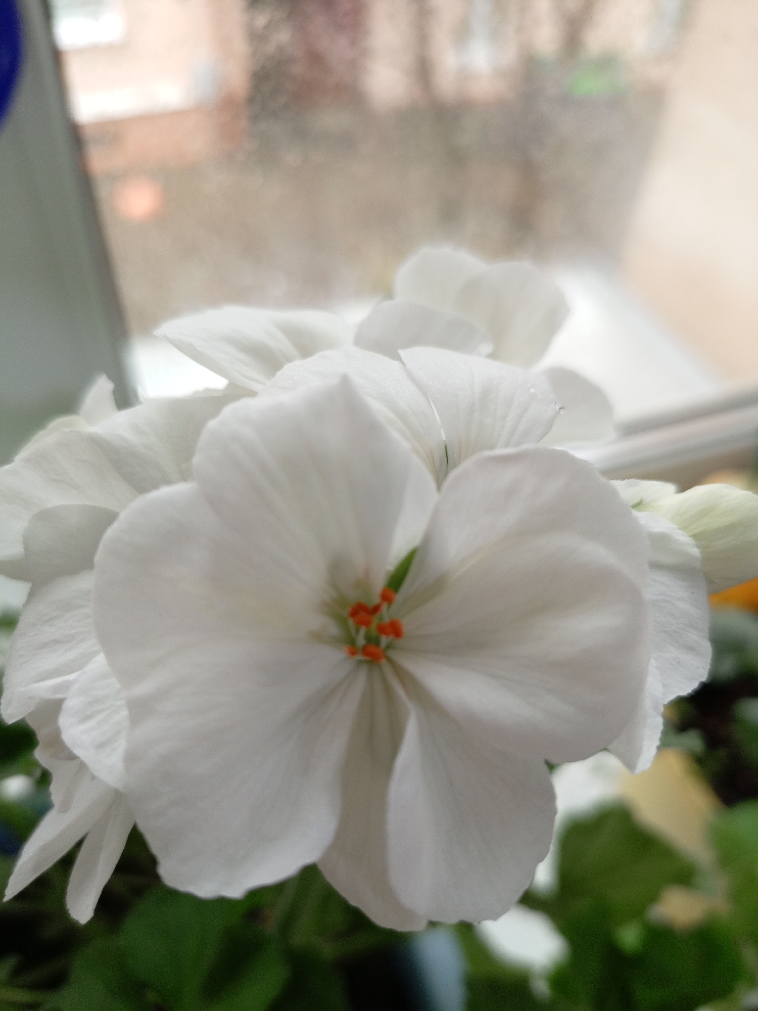Spring flowers and rain shower observed from Hrodna window