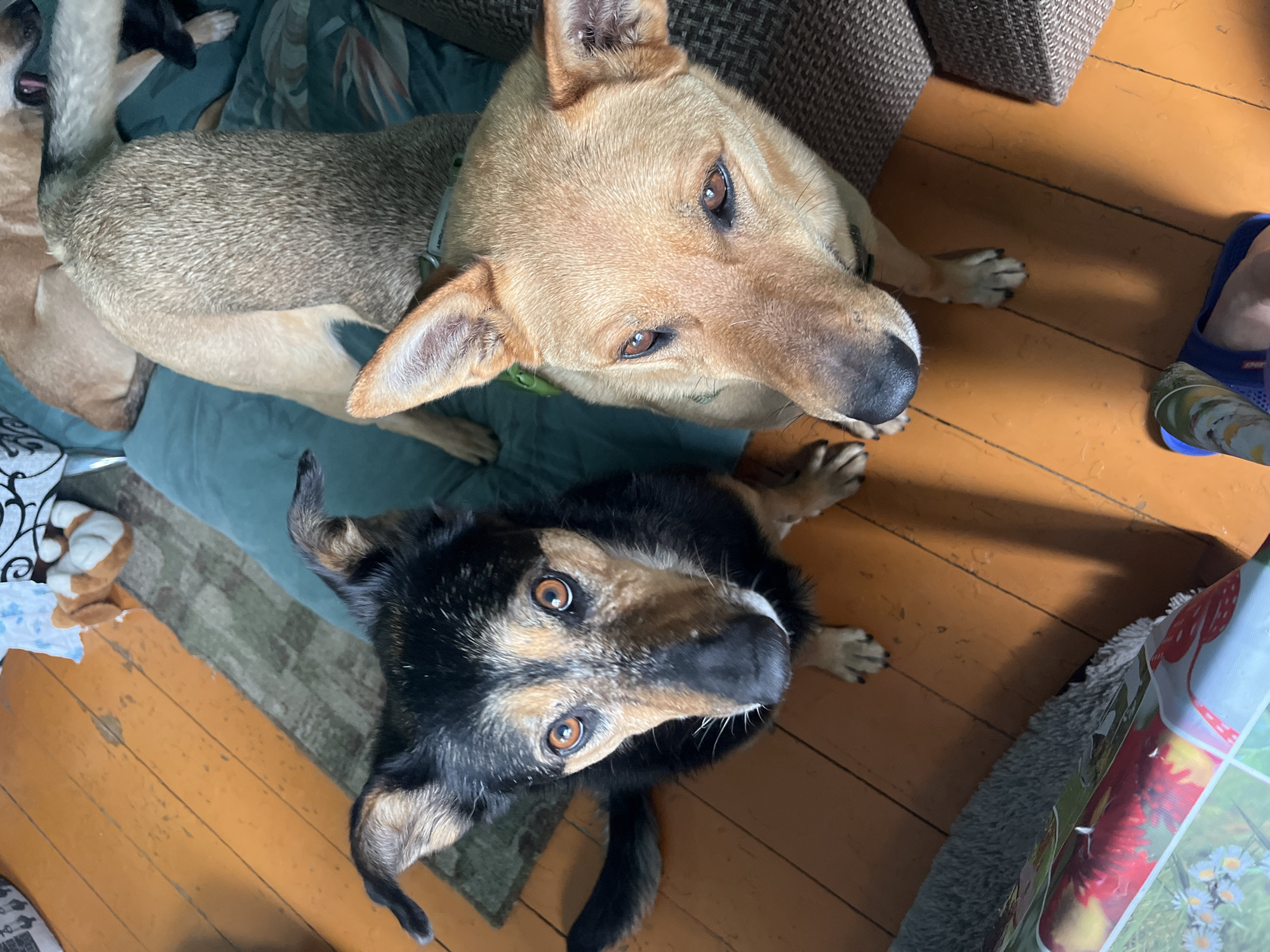 Multi-pet household documented in 48-minute span, Nizhny Tagil
