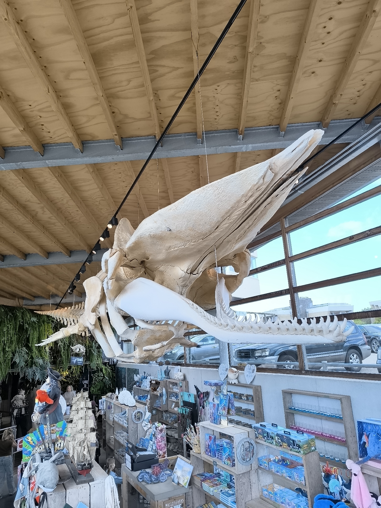 Beach visitors and whale skeleton spotted in Bergen, Netherlands