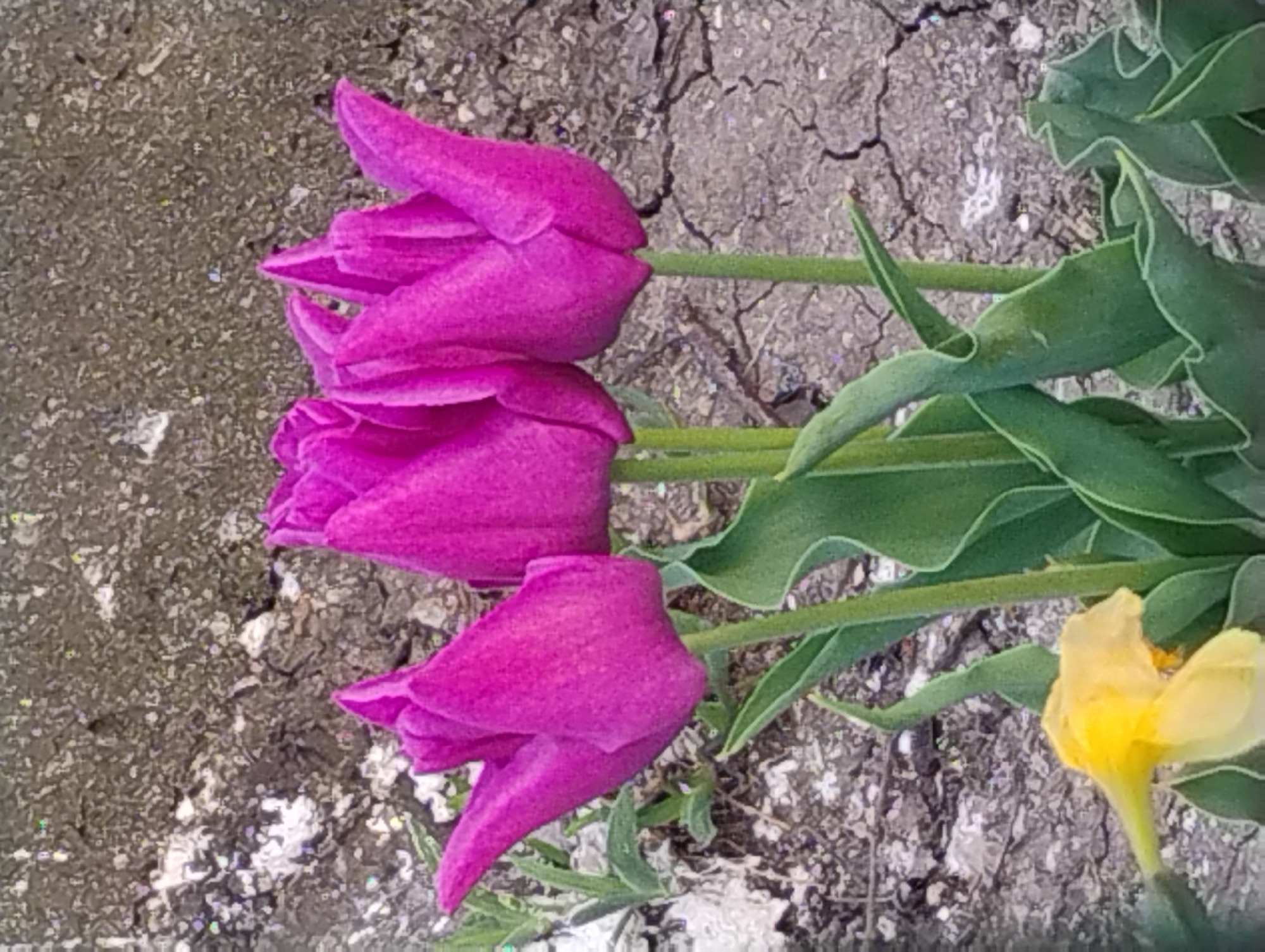 Purple tulips and yellow flower found on cracked ground