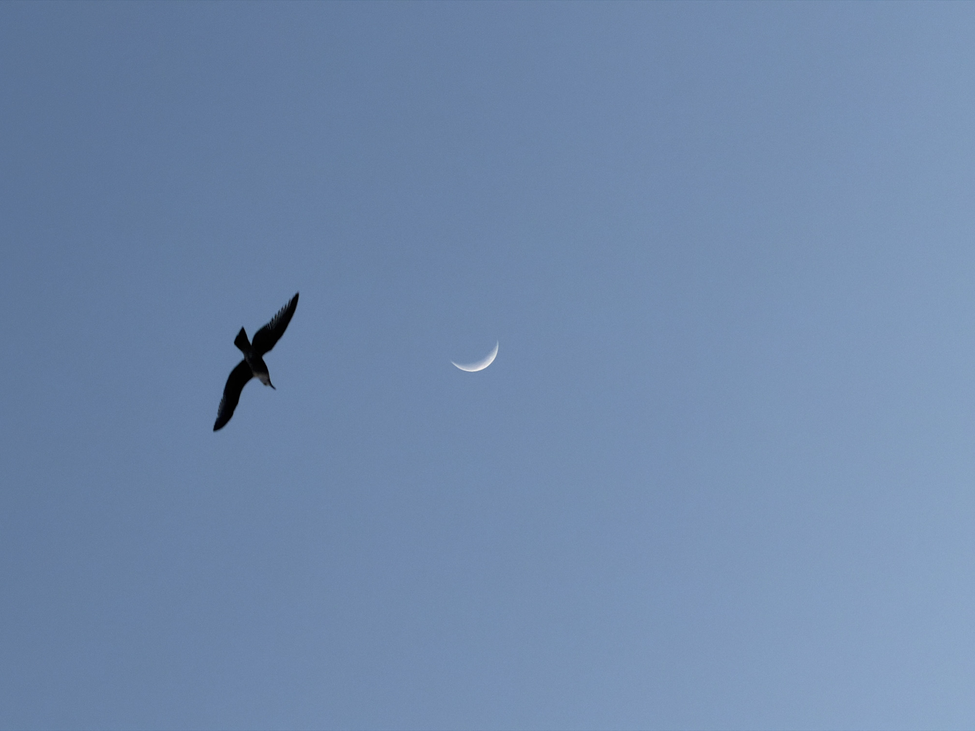 Bird, crescent moon, and ocean sunset observed simultaneously offshore