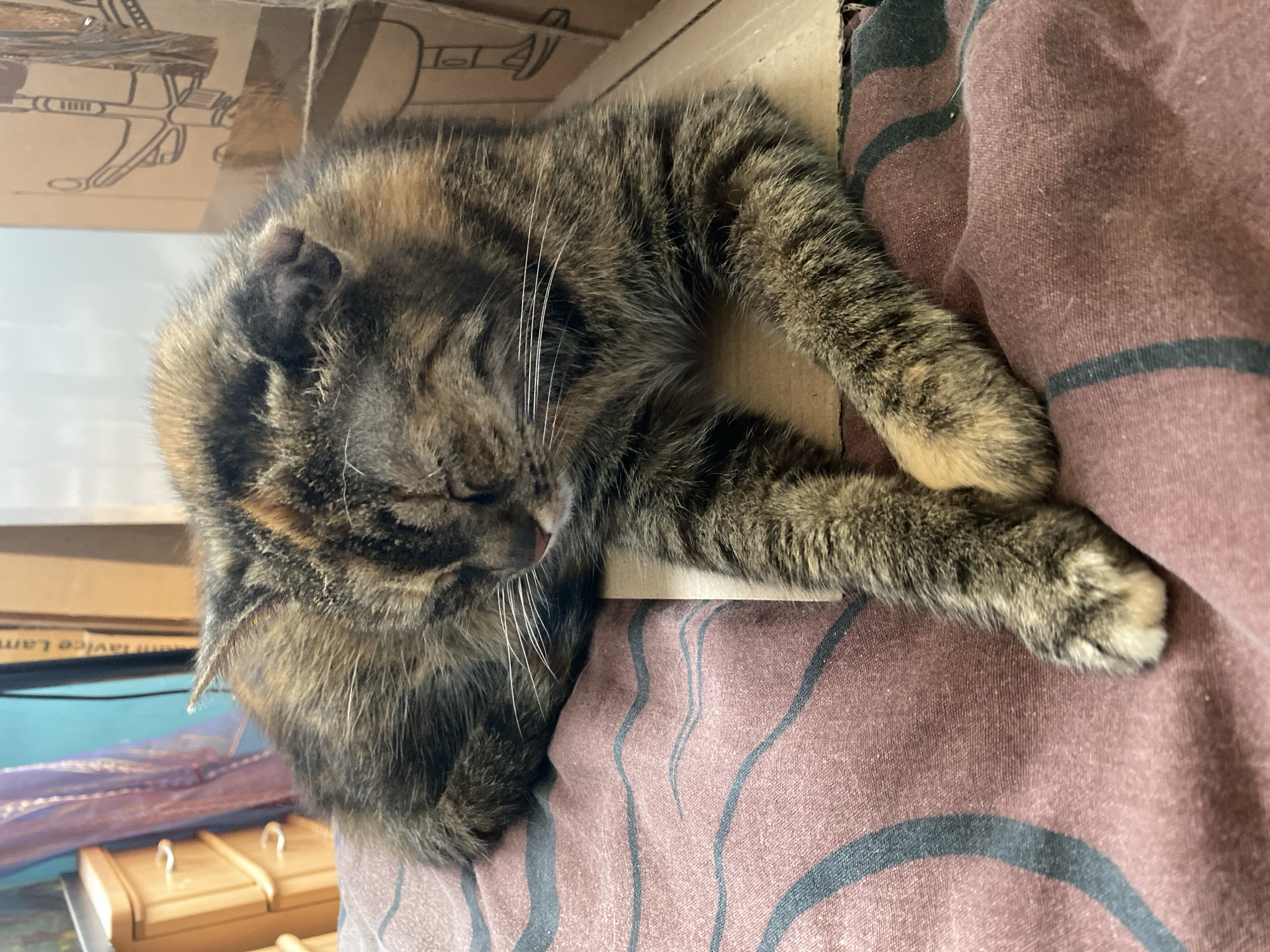 A quiet morning at home in Bílina — pets, art, and baking