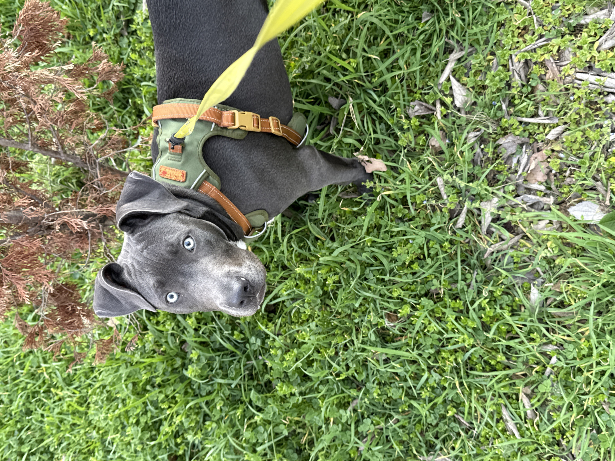 Gray pitbull relaxes and explores grassy area in Varna