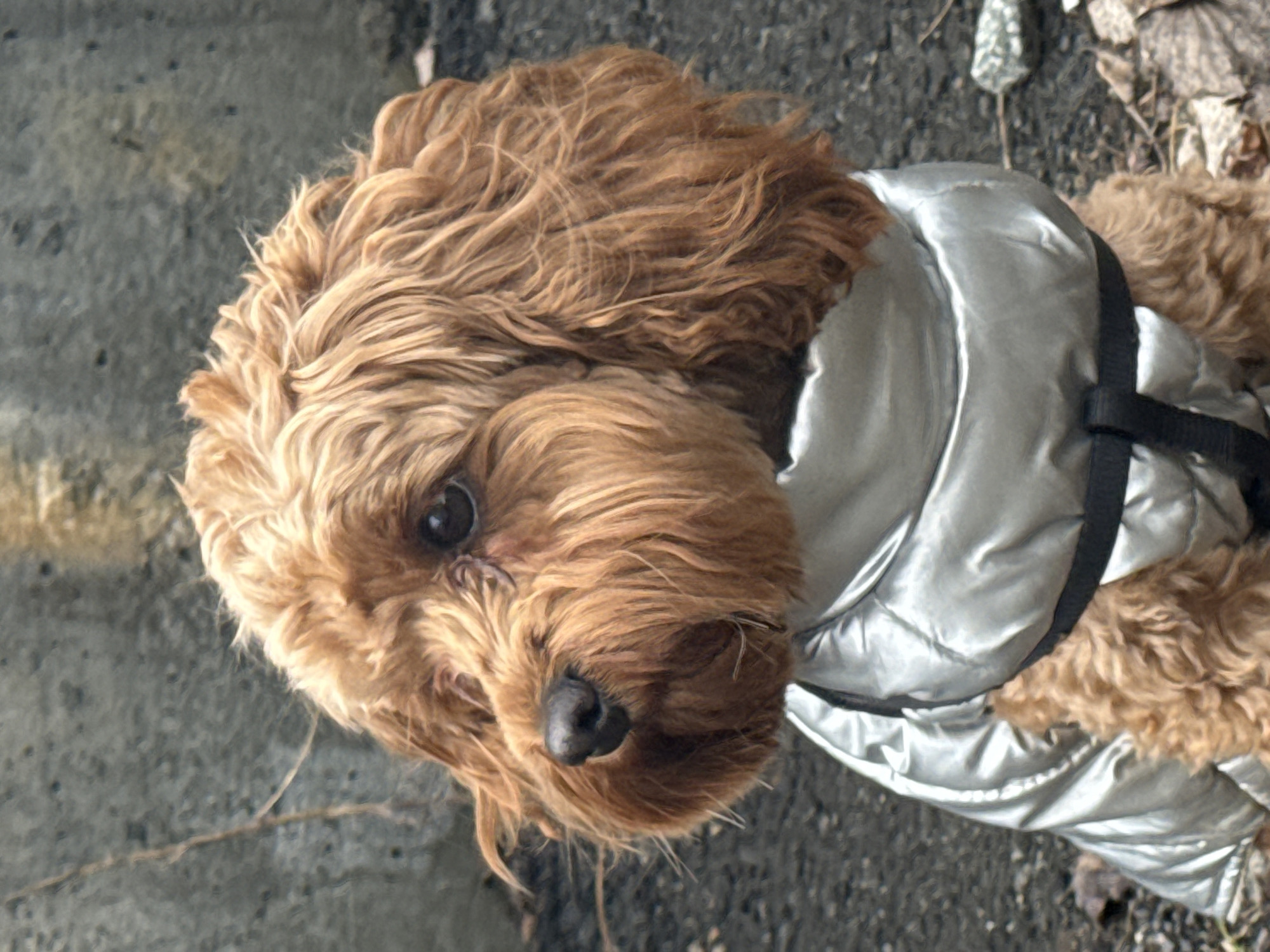 Dog in Silver Vest Photographed Around Yekaterinburg